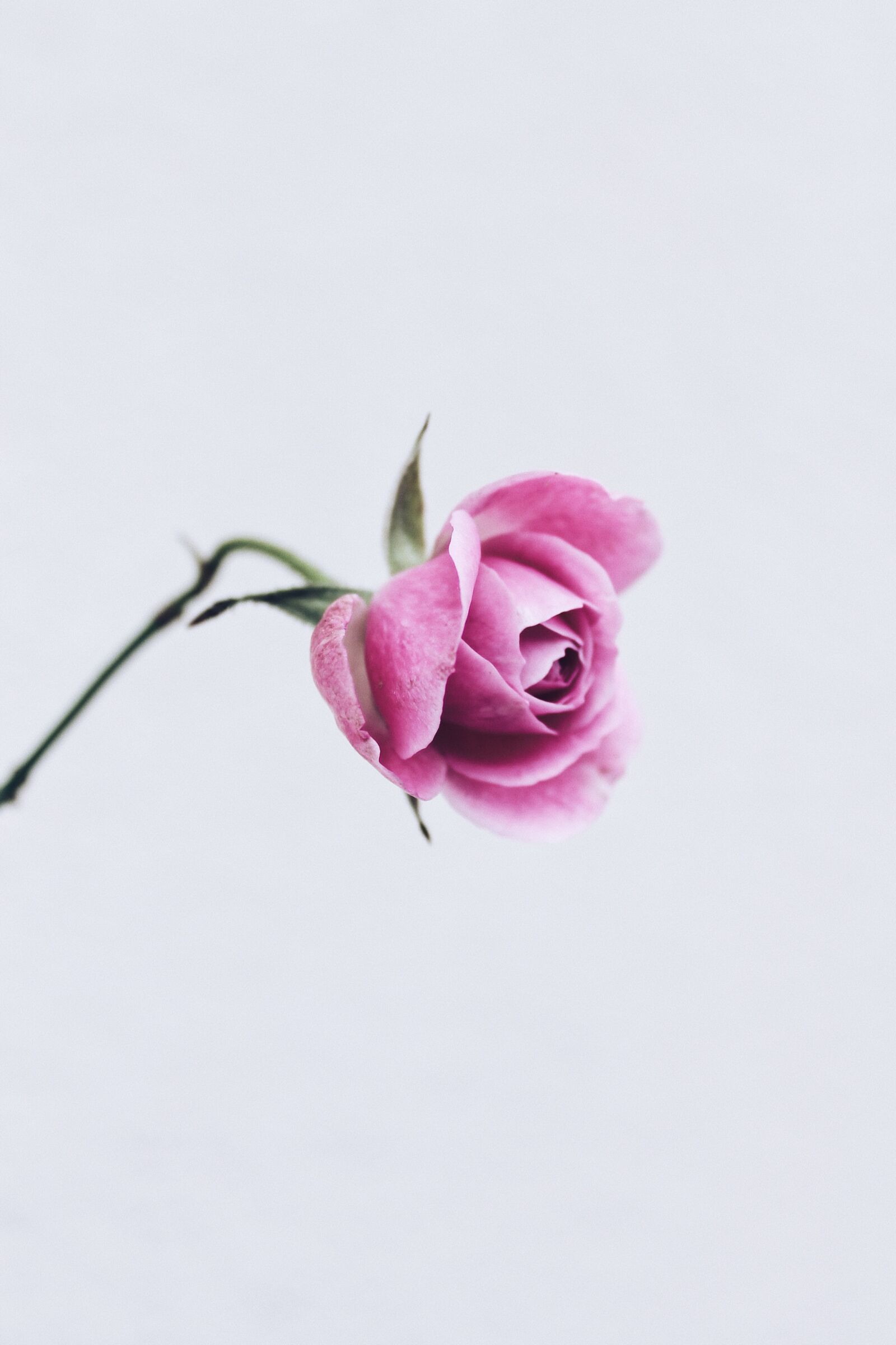 Canon EOS 1100D (EOS Rebel T3 / EOS Kiss X50) sample photo. Roses, pink, nature photography
