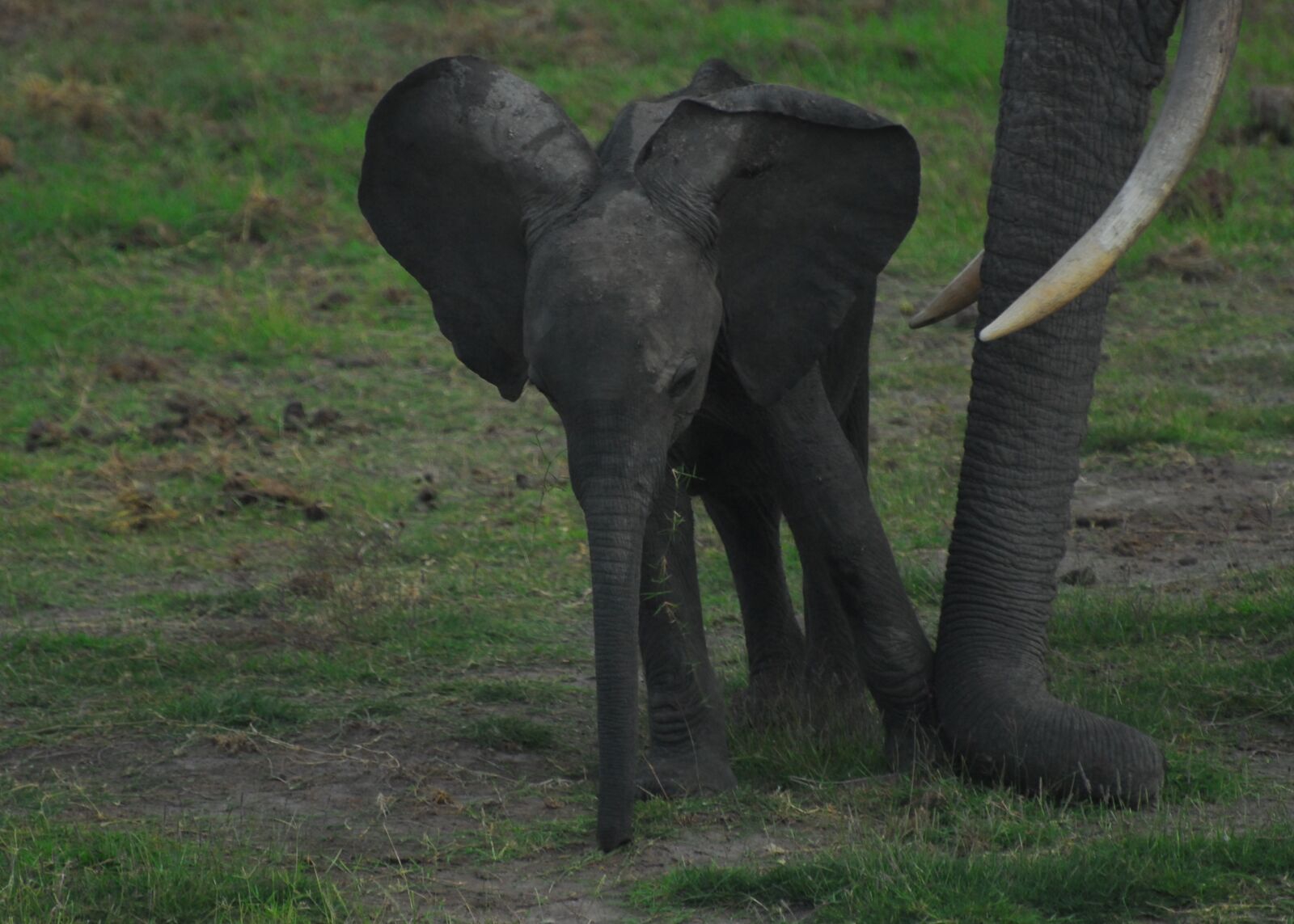 Nikon D200 sample photo. Elephant, baby, africa photography