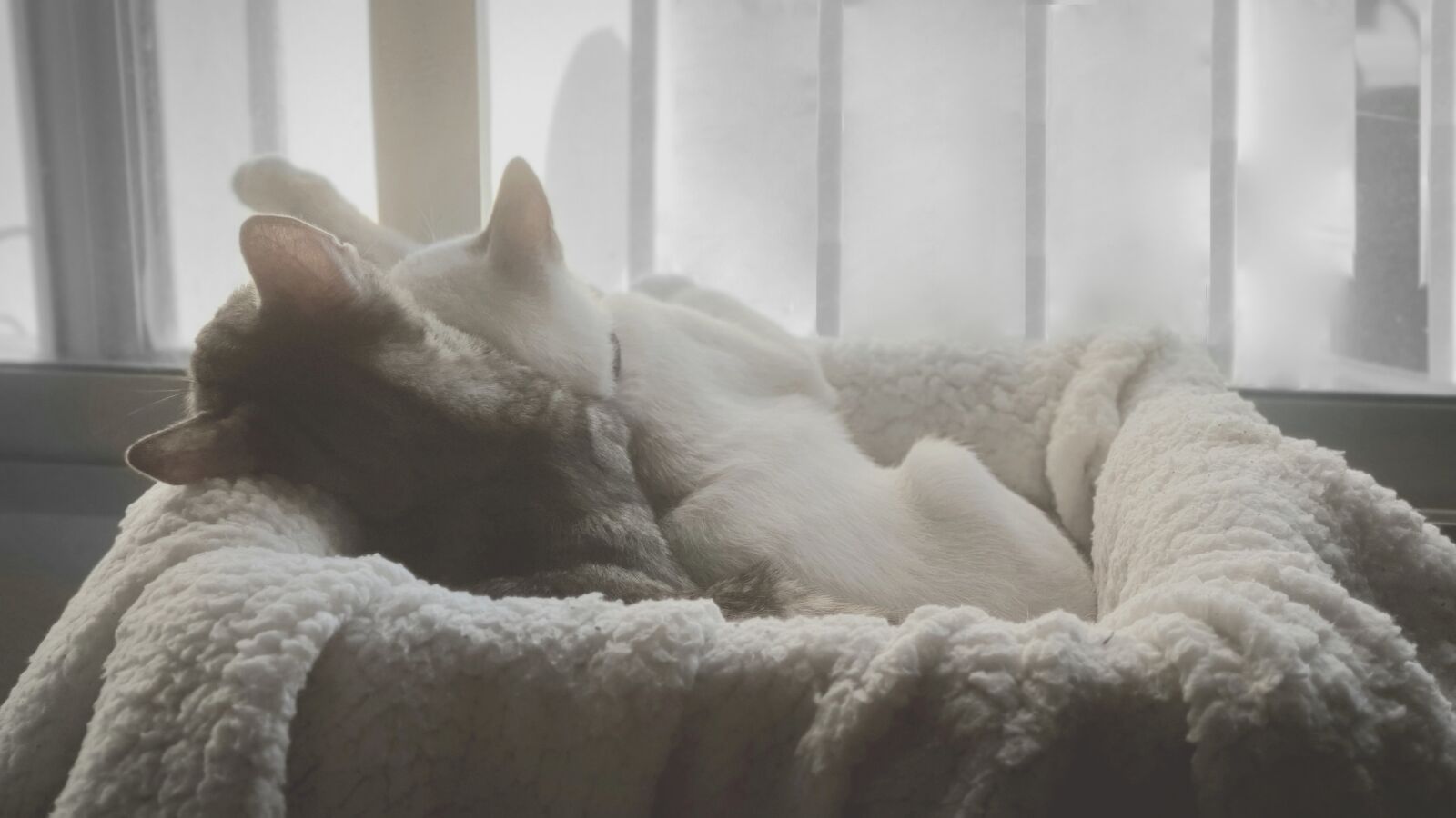 Samsung SM-G973F sample photo. Cats, pets, blanket photography