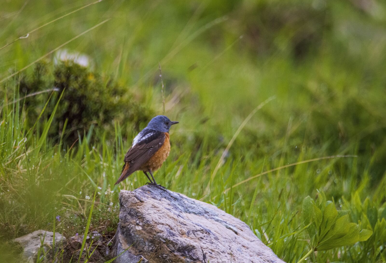 Nikon D7200 sample photo. Bird, nature, animal photography