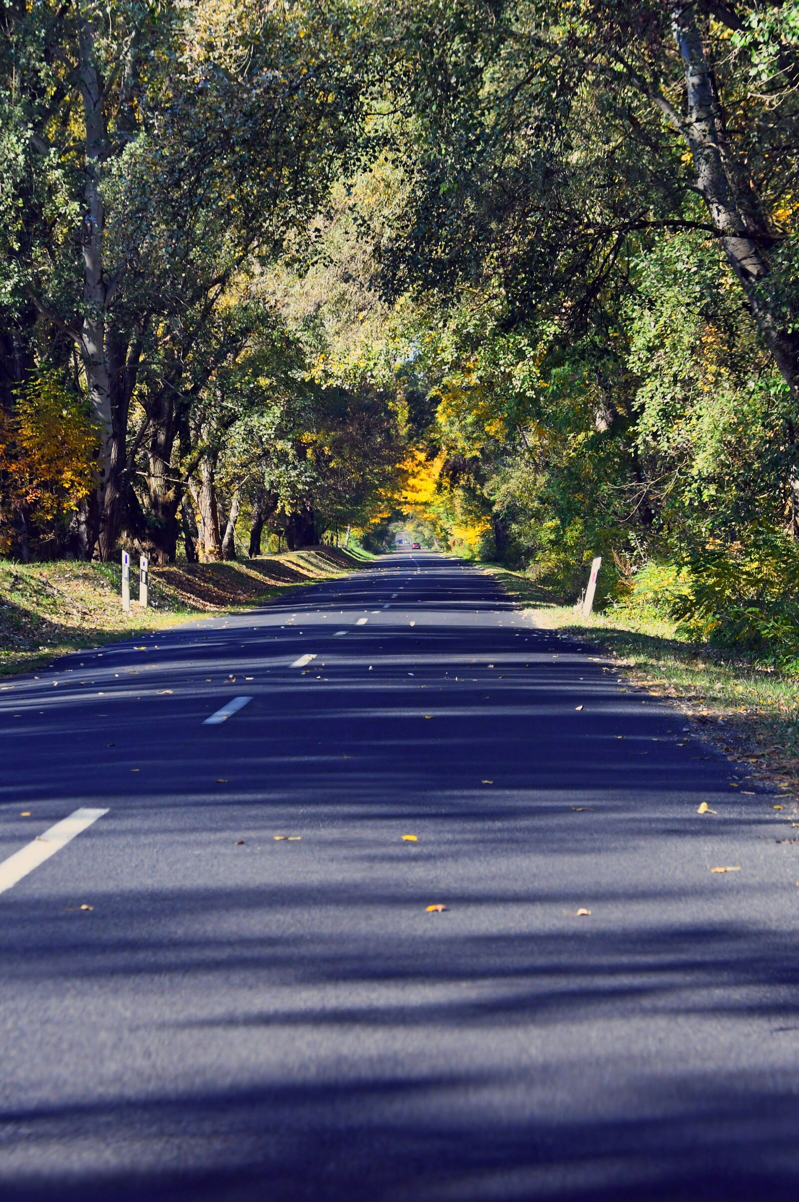 Nikon D3200 sample photo. Autumn, autumn road, autumn photography