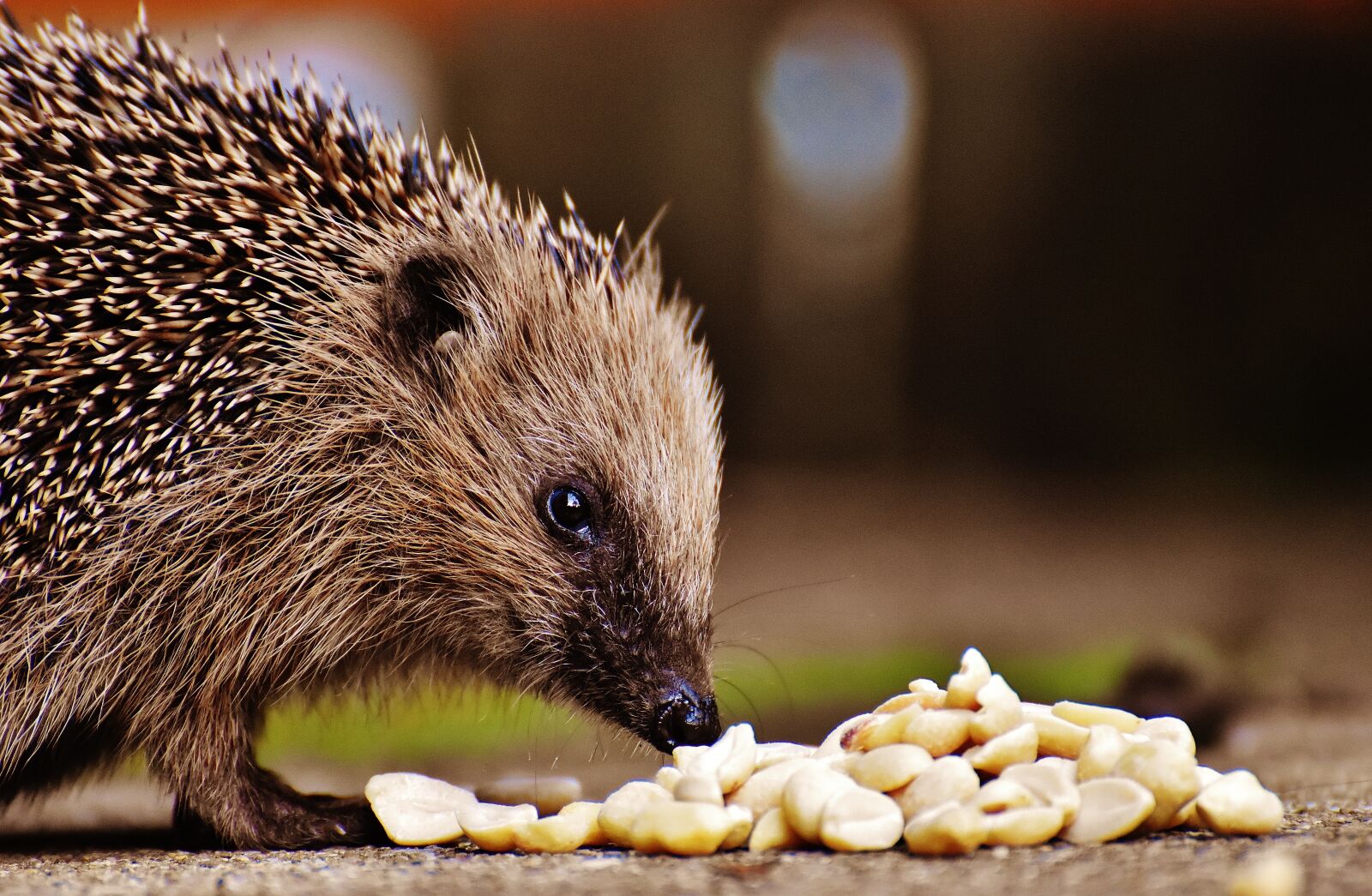 Nikon D7200 sample photo. Hedgehog child, young hedgehog photography