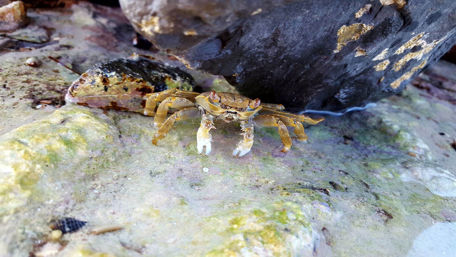 Samsung Galaxy S6 sample photo. Crab, stones, sea photography