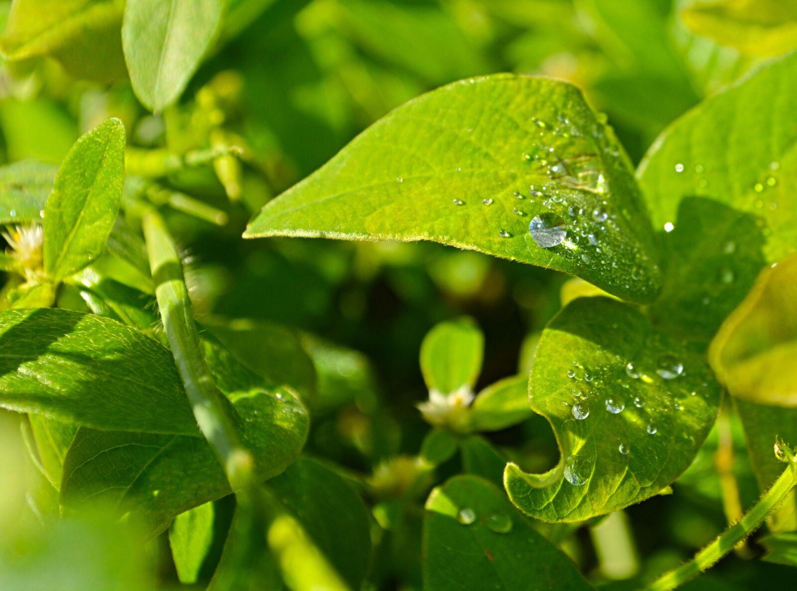 Nikon D5200 sample photo. Green, leaves, leaf photography