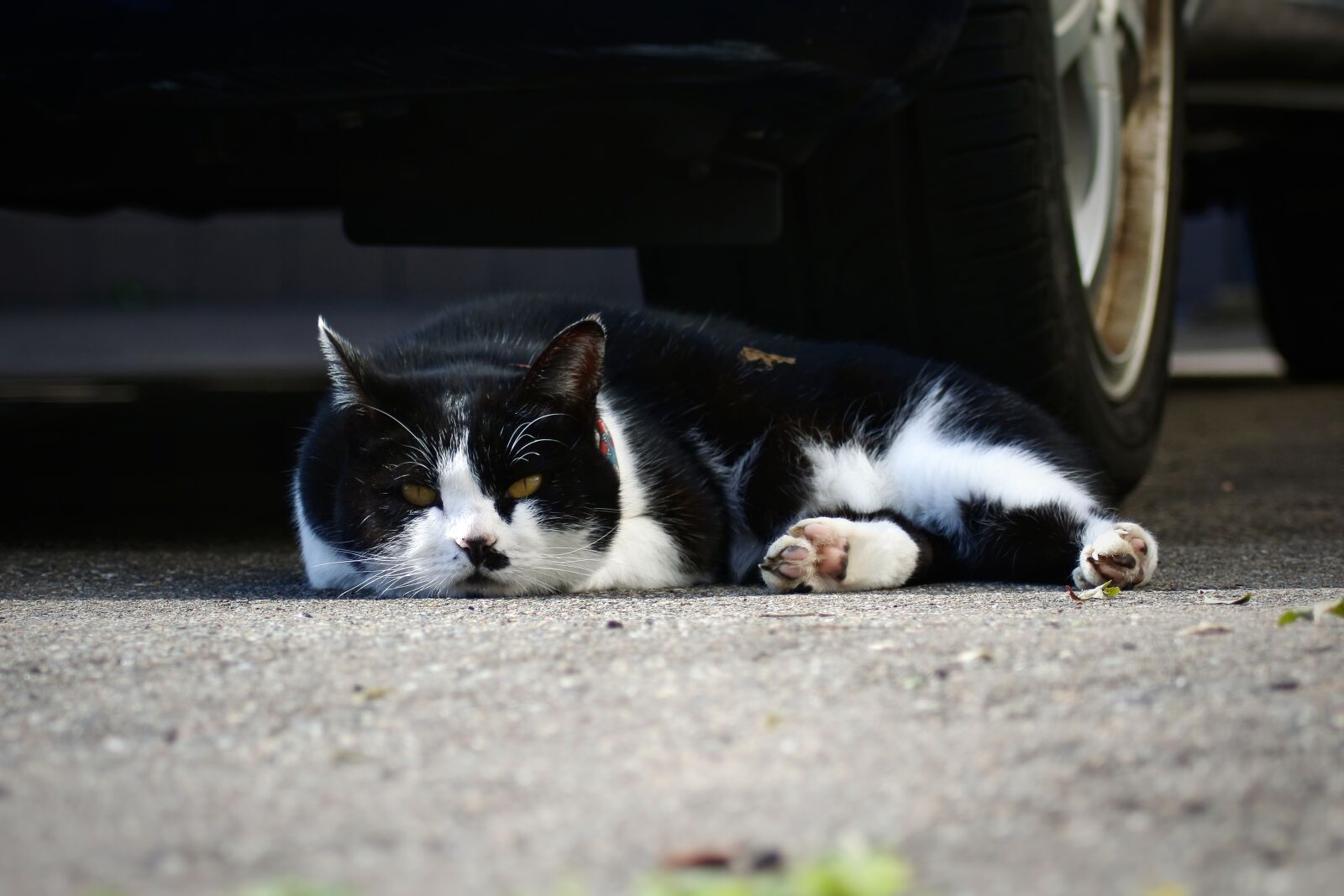 Nikon 1 J5 sample photo. Animal, pet, cat photography