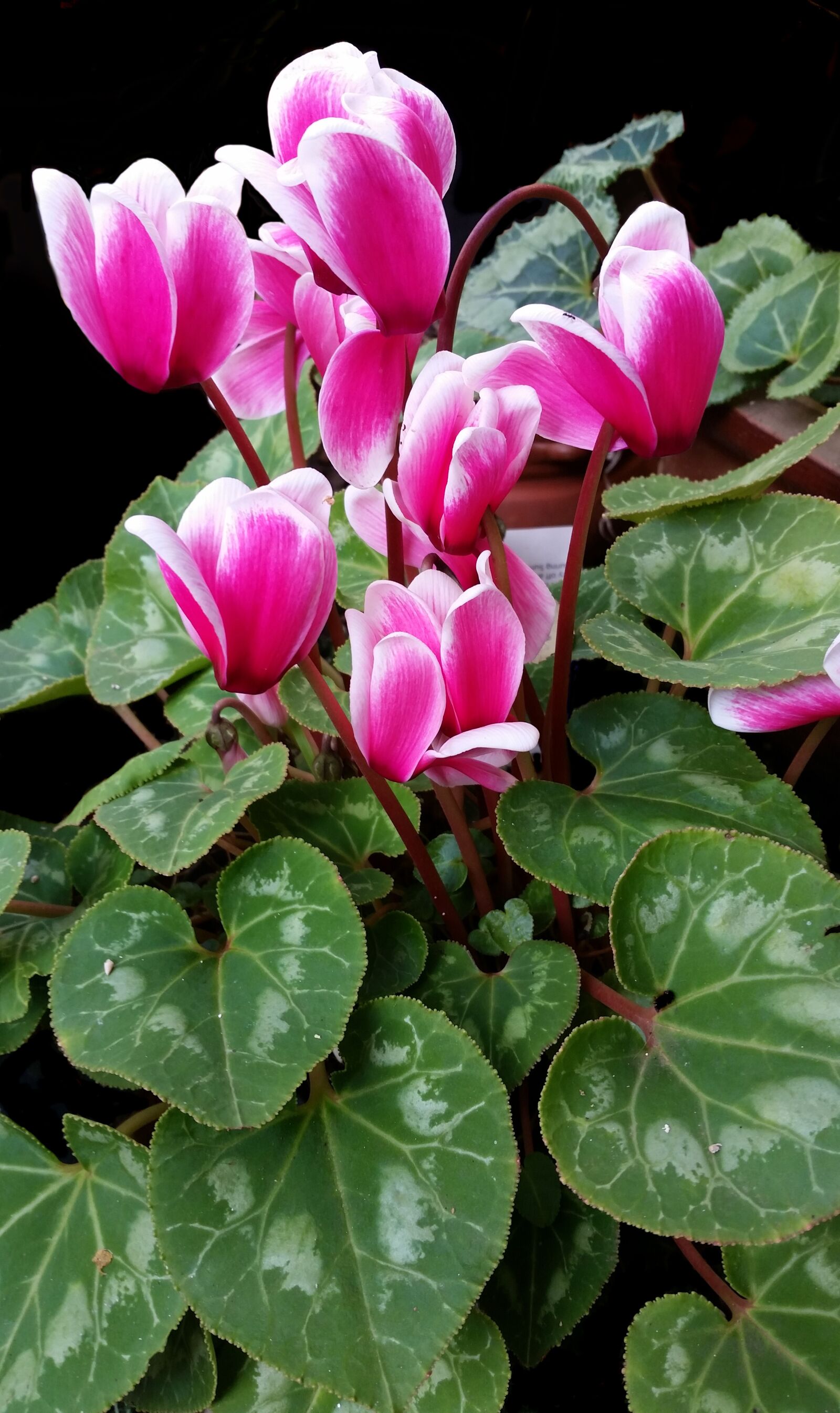 Samsung Galaxy S5 sample photo. Cyclamen, flower, plant photography