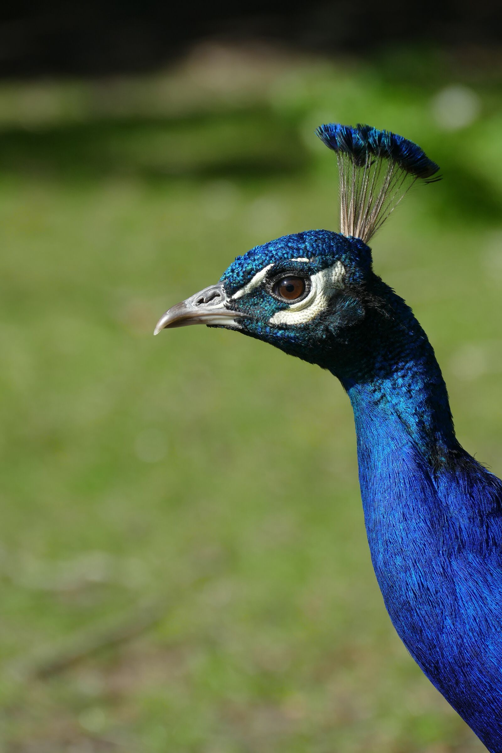 Panasonic Lumix DMC-FZ1000 sample photo. Peacock, bird, male photography