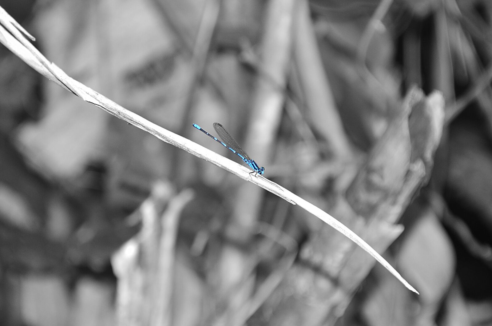 Nikon D7000 sample photo. Black and white, dragonfly photography
