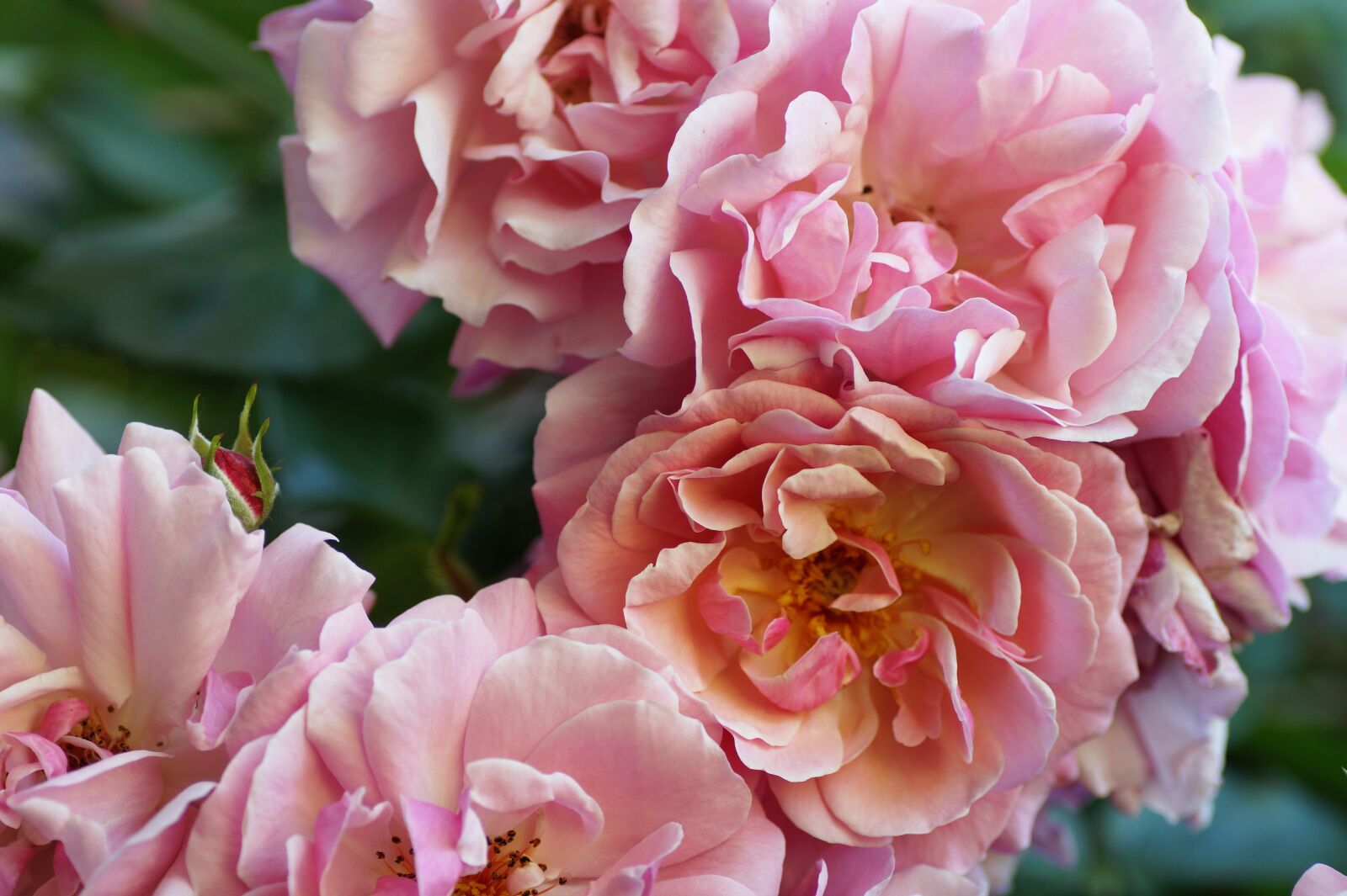 Sony SLT-A58 sample photo. Rose, pink, summer photography