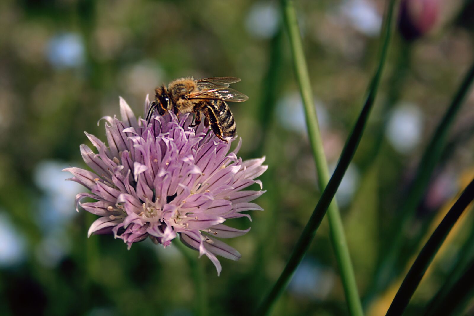 Canon EOS 400D (EOS Digital Rebel XTi / EOS Kiss Digital X) sample photo. Bee, chives blossom, macro photography