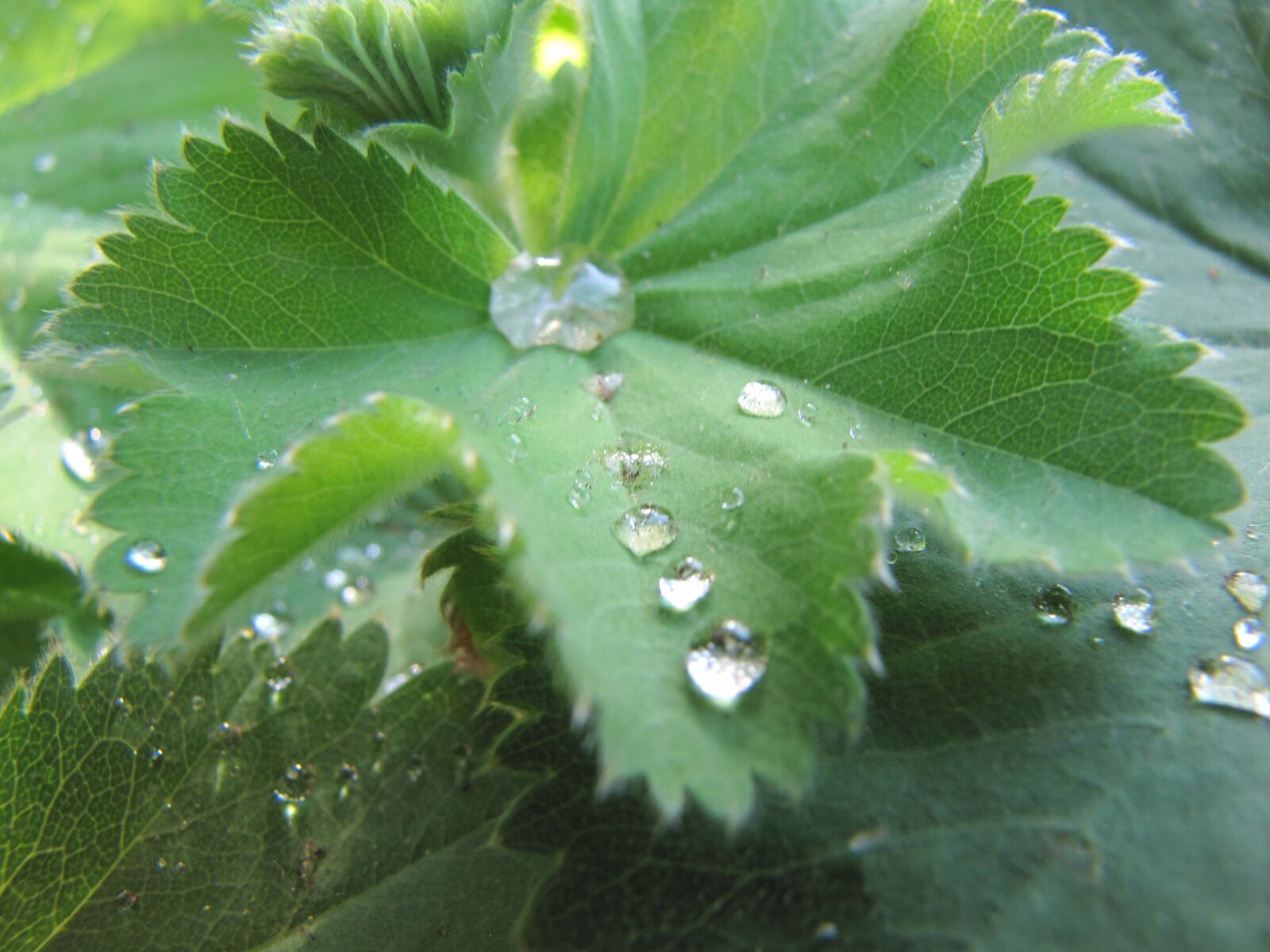 Canon PowerShot SX10 IS sample photo. Drop of water, green photography