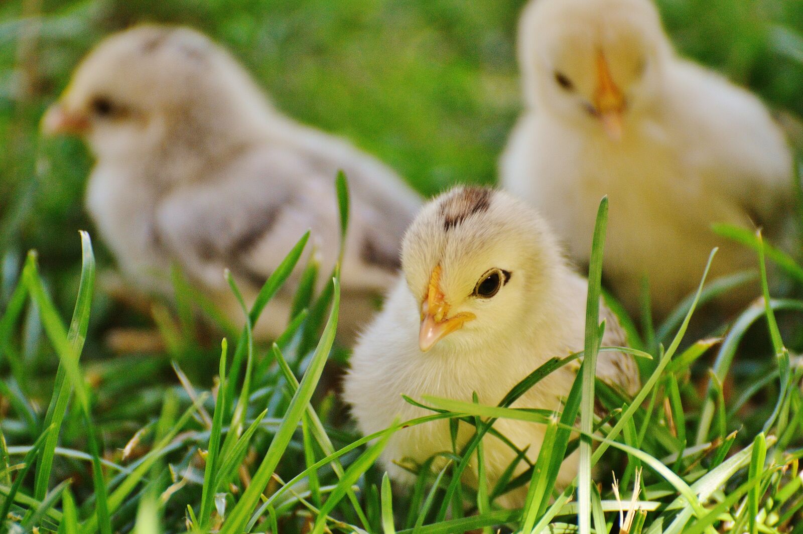 Nikon D3200 sample photo. Chicks, chicken, small photography