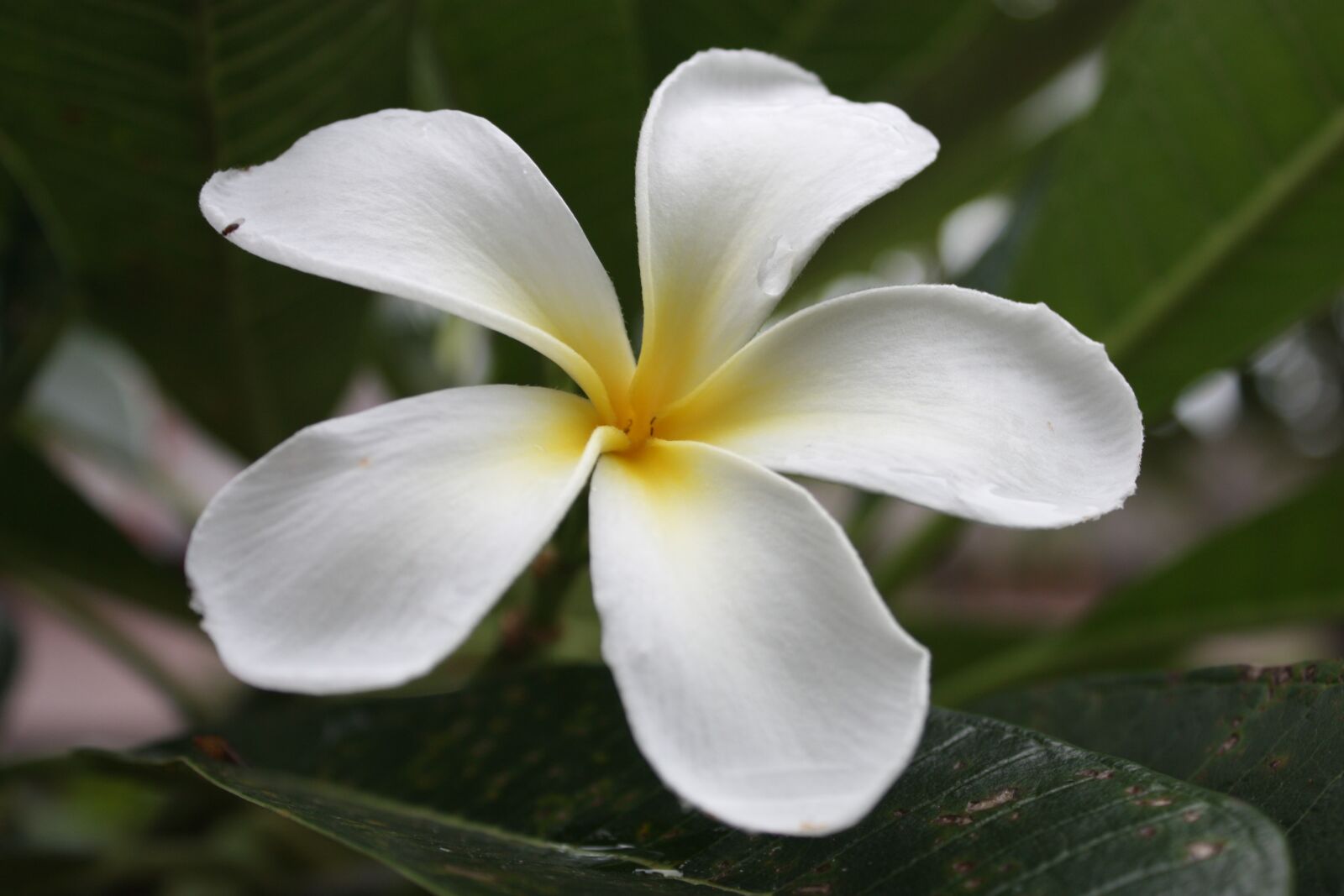 Canon EOS 450D (EOS Rebel XSi / EOS Kiss X2) sample photo. More information, flowers, frangipani photography