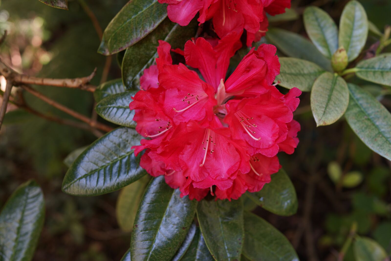 Sony Cyber-shot DSC-RX1R sample photo. Native flowers, blooming, national photography