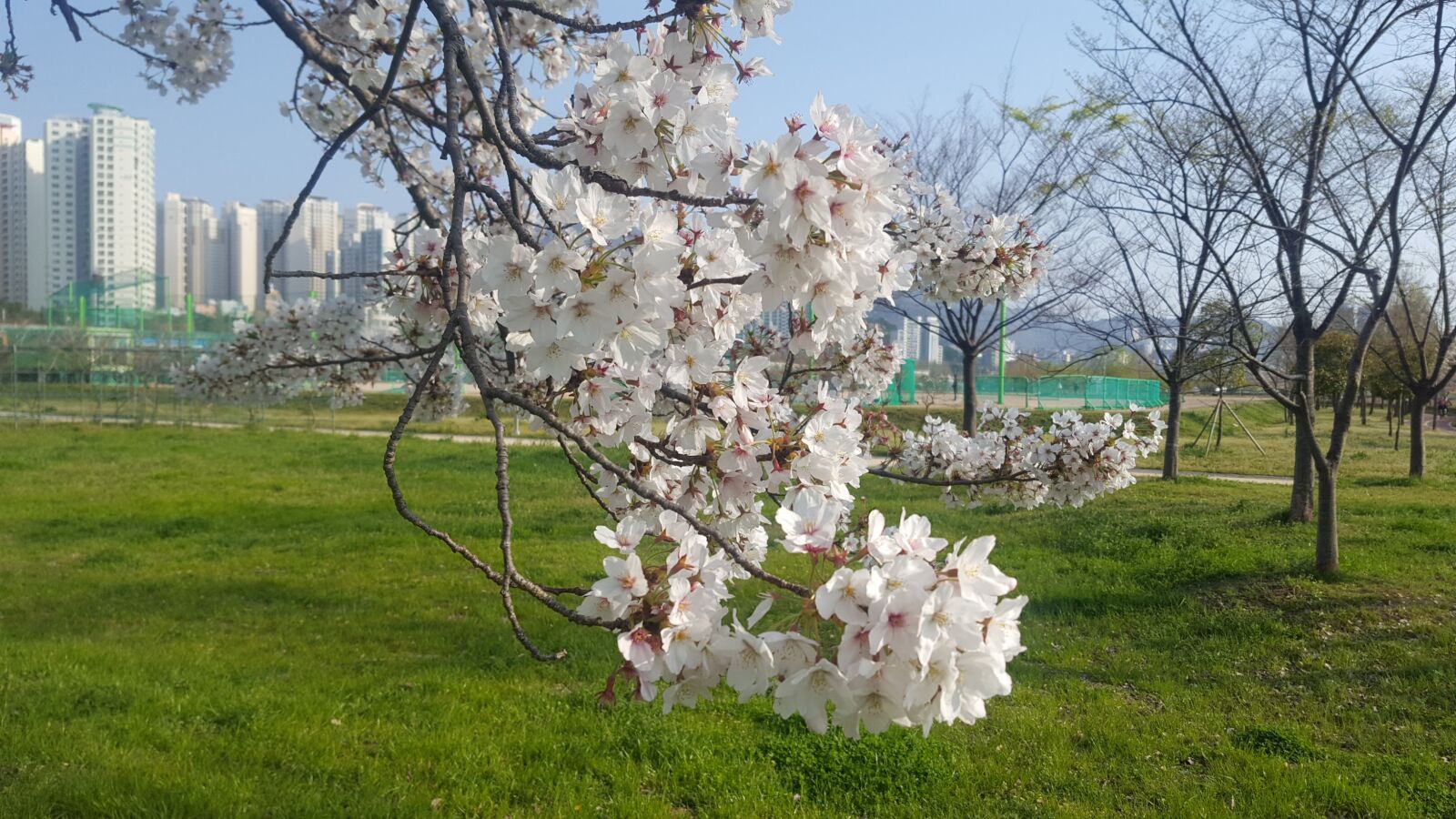Samsung GALAXY S6 edge sample photo. Cherry blossom, spring, cherry photography
