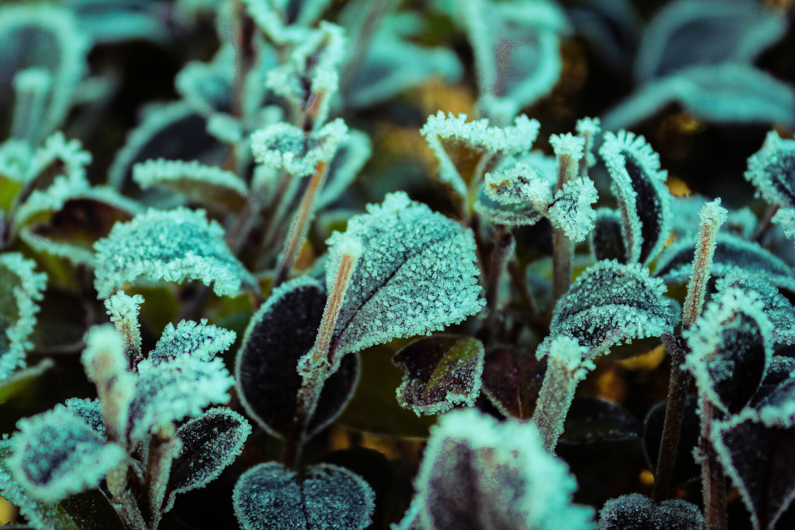 Canon EOS 650D (EOS Rebel T4i / EOS Kiss X6i) sample photo. Morning, thrush photography
