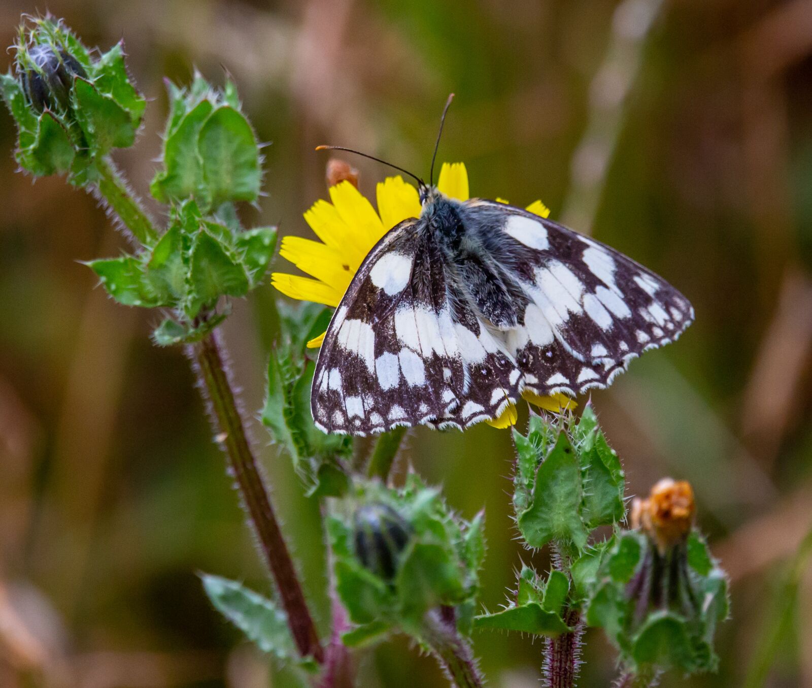 150-600mm F5-6.3 DG OS HSM | Contemporary 015 sample photo. Marbled white, butterfly, melanargia photography