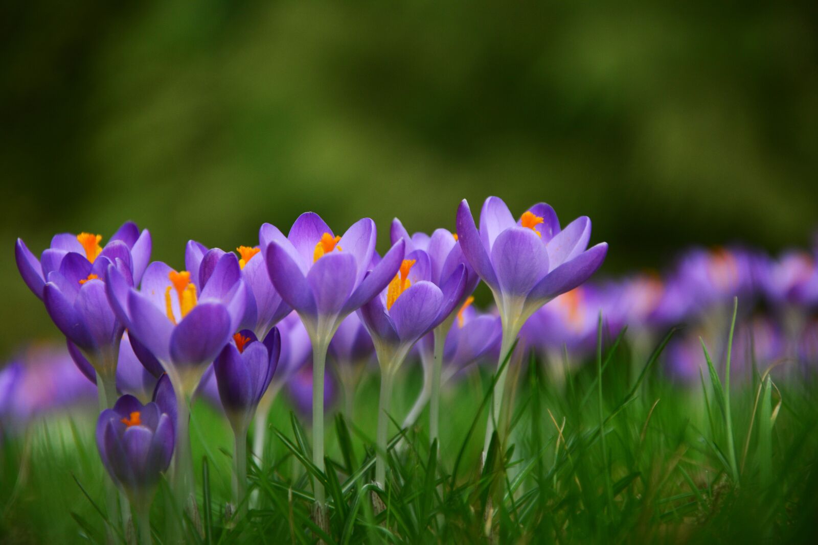 Nikon D5200 sample photo. Crocus, spring flowers, fr photography