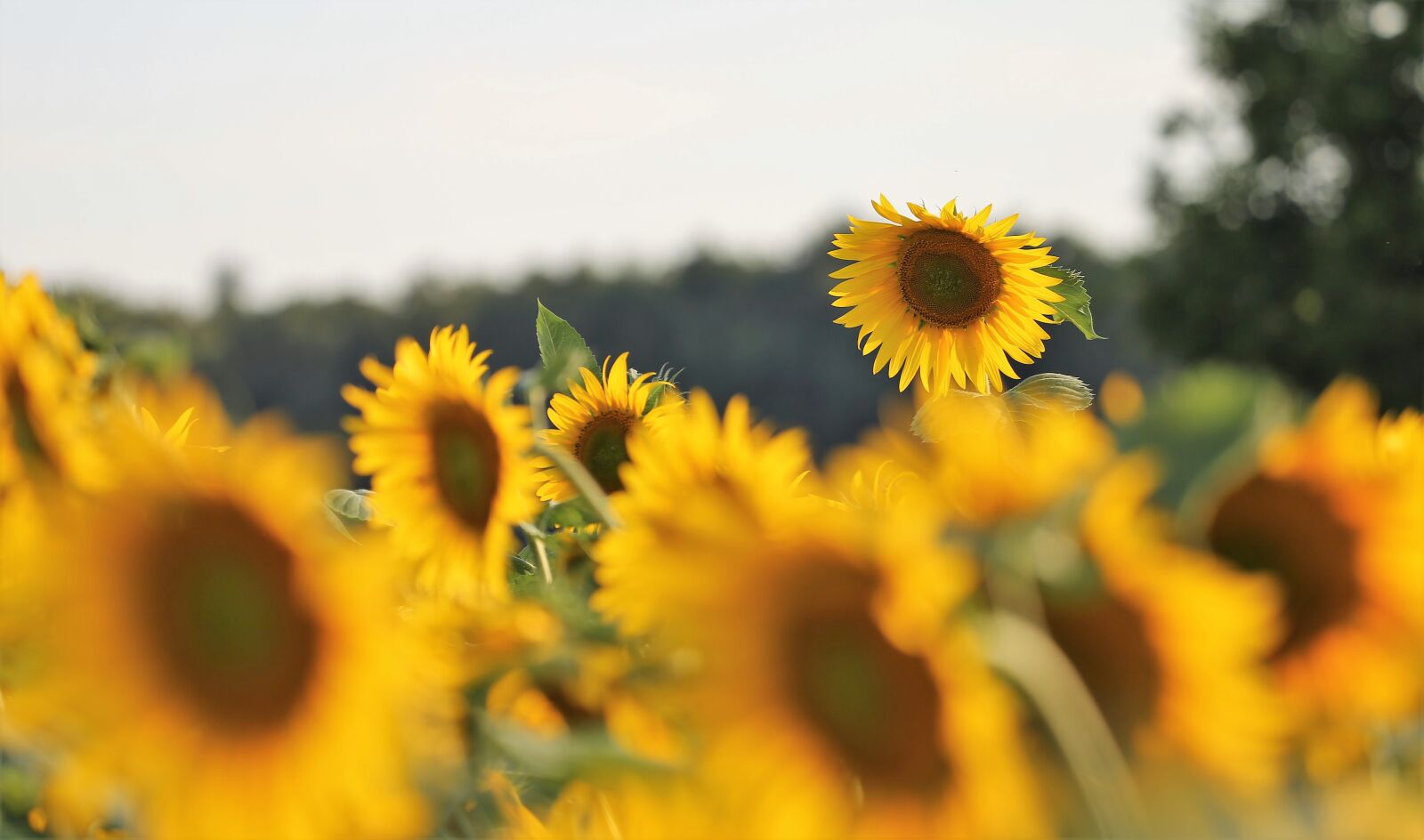 Canon EF 70-300 F4-5.6 IS II USM sample photo. Agriculture, sunflowers, bloom photography