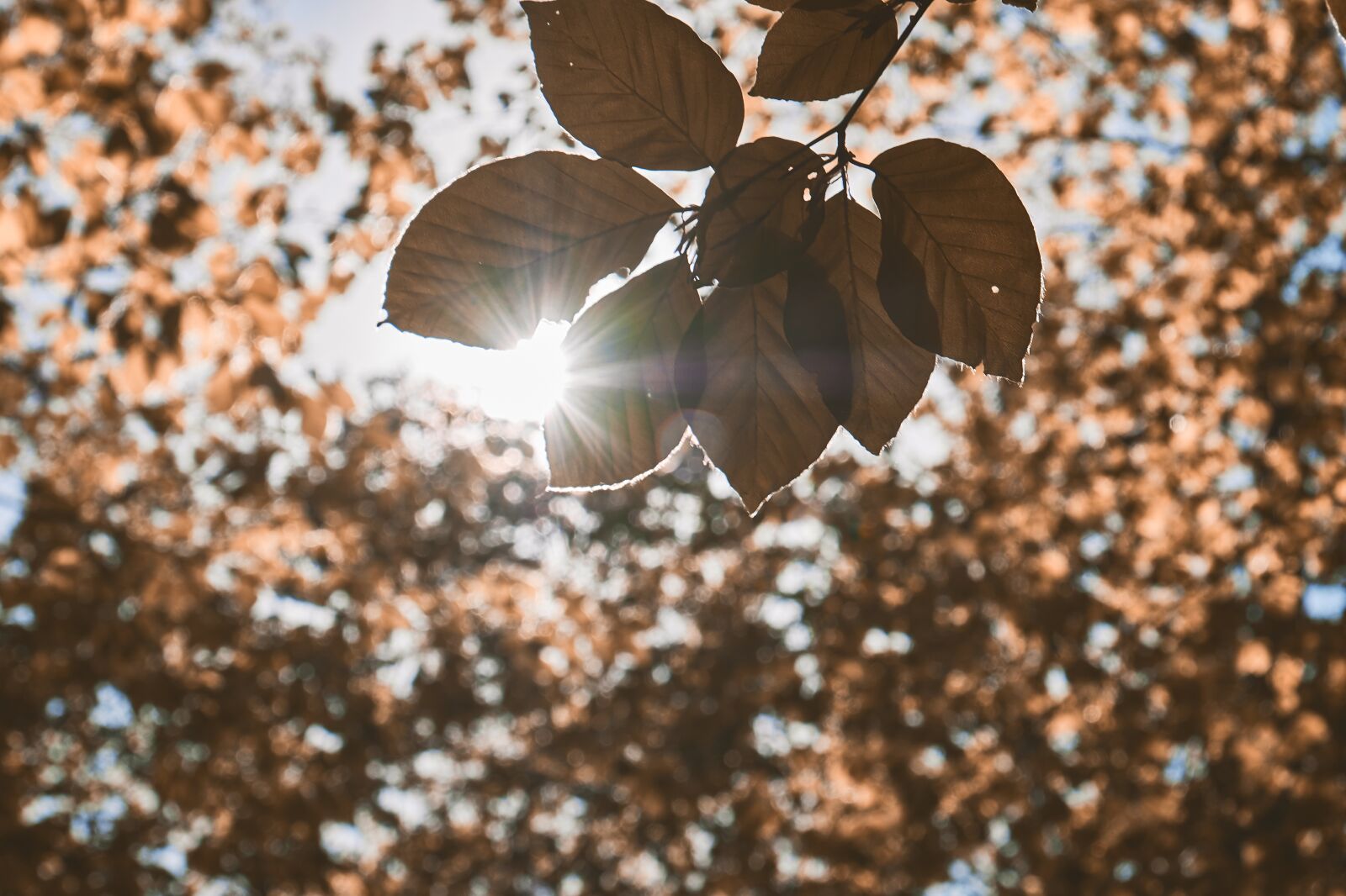 Fujifilm XF 18-55mm F2.8-4 R LM OIS sample photo. Leaf, forest, leaves photography