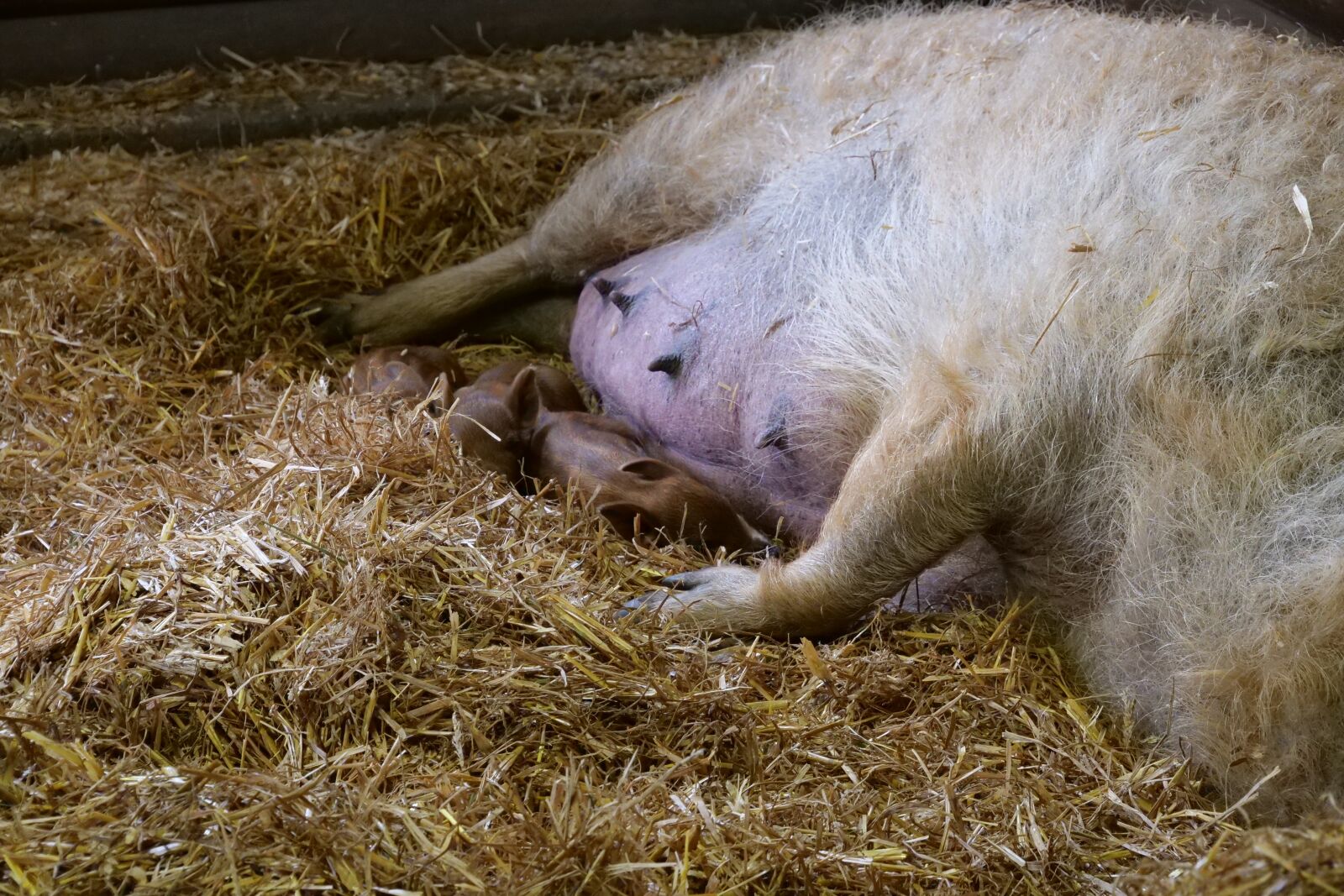 Panasonic Lumix DC-G9 sample photo. Mammal, grass, wool pig photography