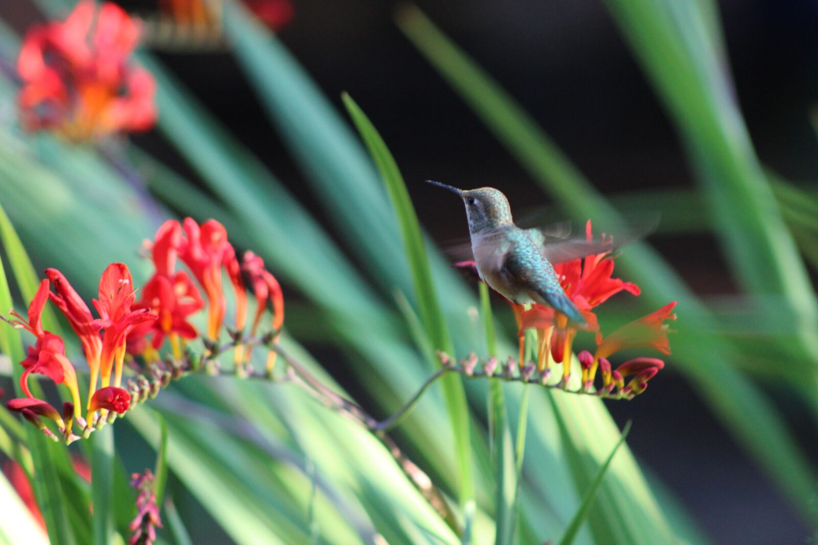 Canon EF 75-300mm f/4-5.6 sample photo. Hummingbird, bird, flowers photography