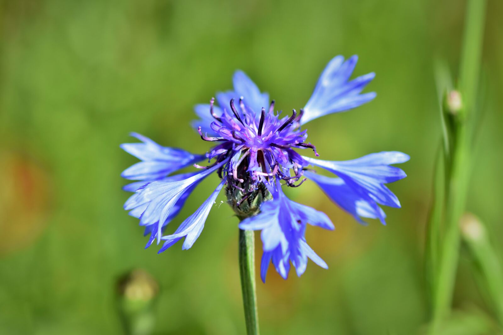 Nikon D7200 sample photo. Alpine cornflower, centaurea montana photography