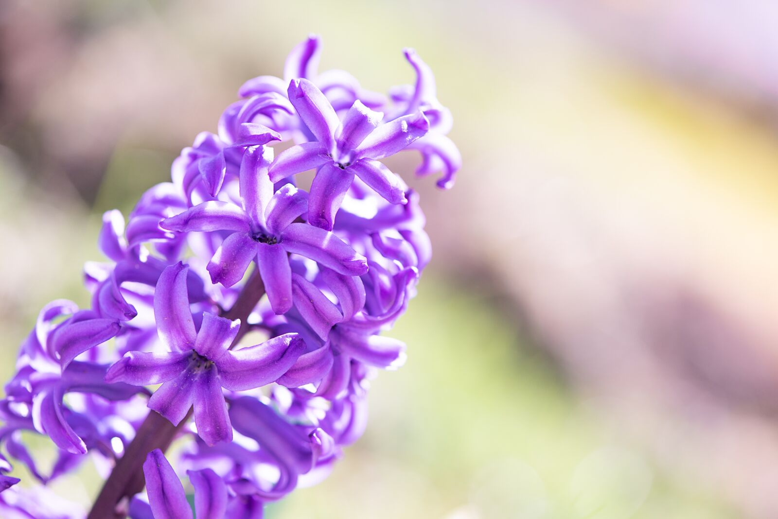 Nikon D750 sample photo. Hyacinth, pink, pink hyacinth photography