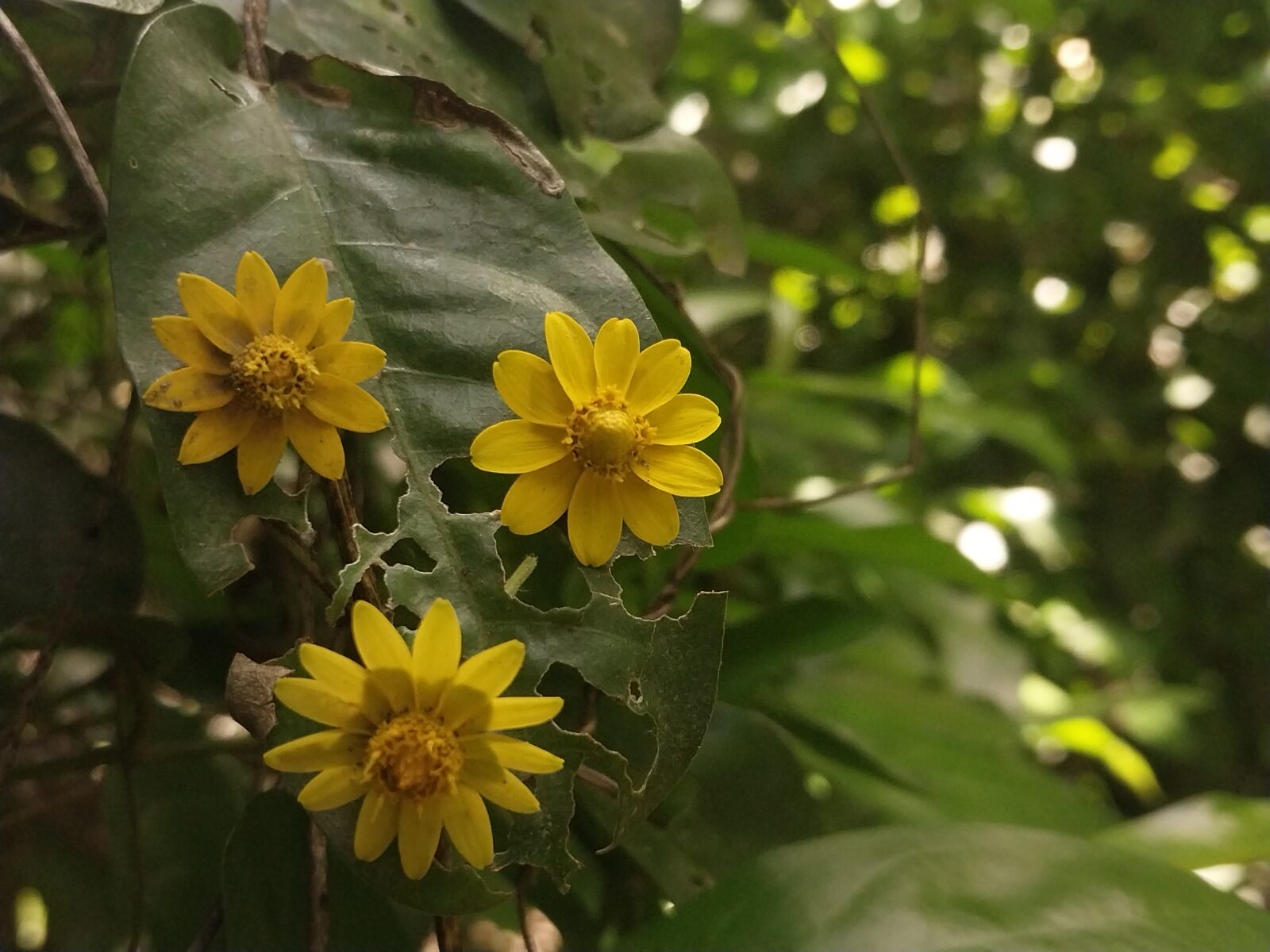 Samsung SM-A235M sample photo