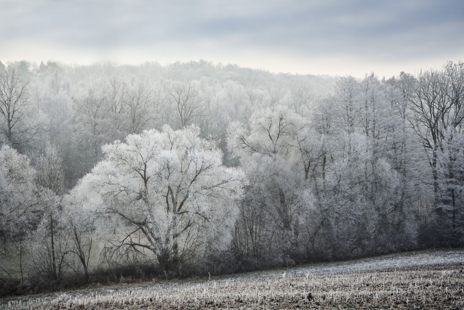 Olympus OM-D E-M10 sample photo. Winter, frost, wintry photography