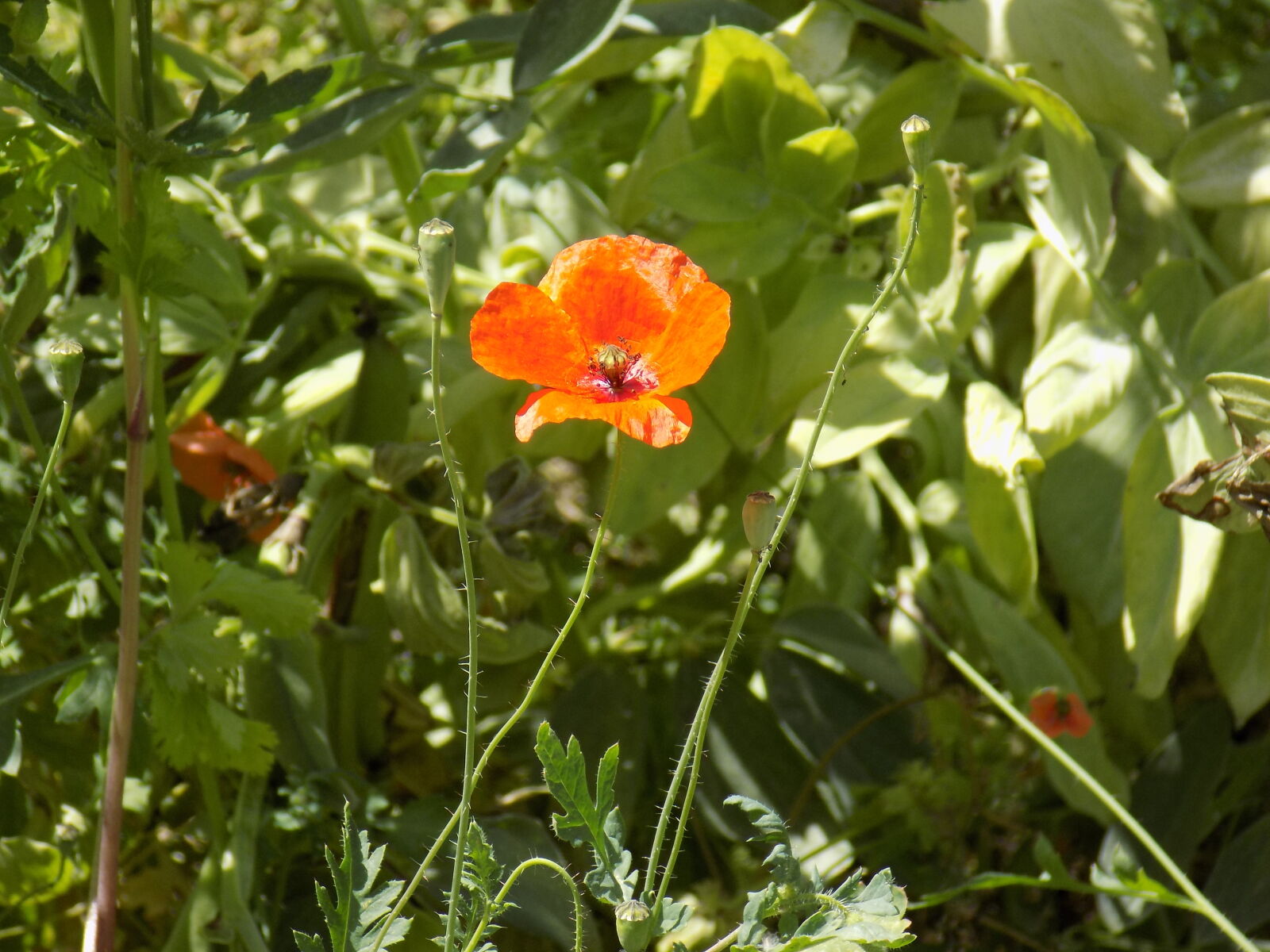 Nikon COOLPIX L340 sample photo
