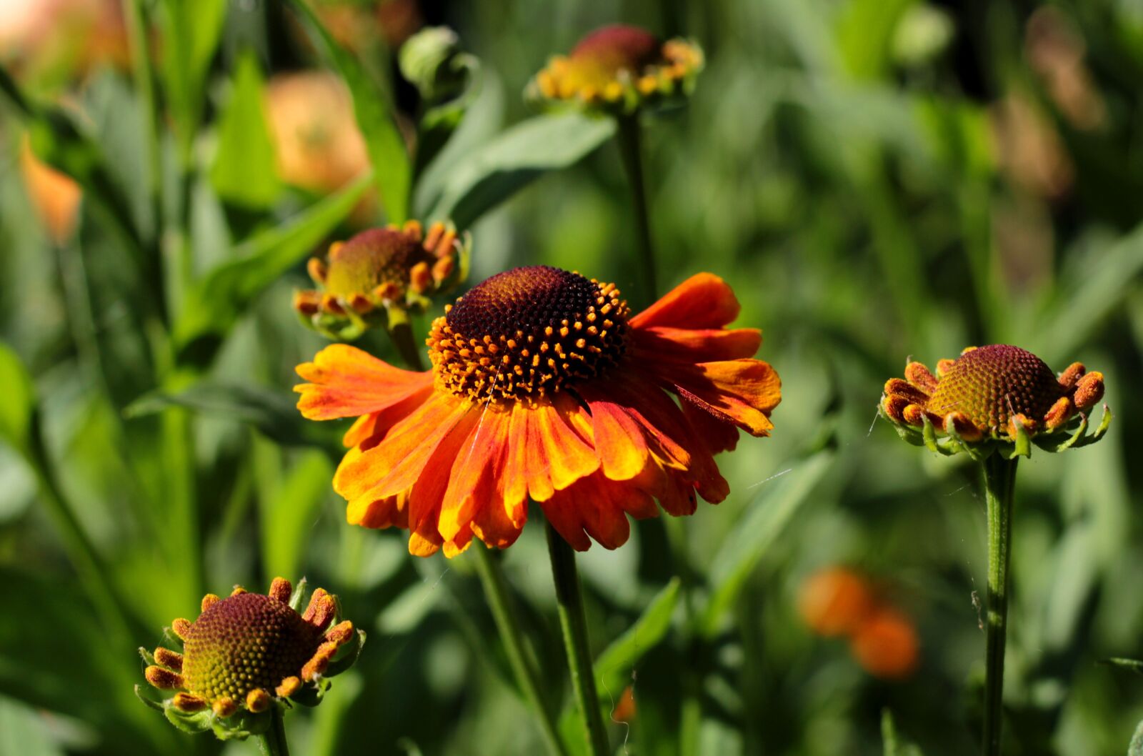 Canon EOS 600D (Rebel EOS T3i / EOS Kiss X5) sample photo. Helenium waltraut, rosilla, summer photography