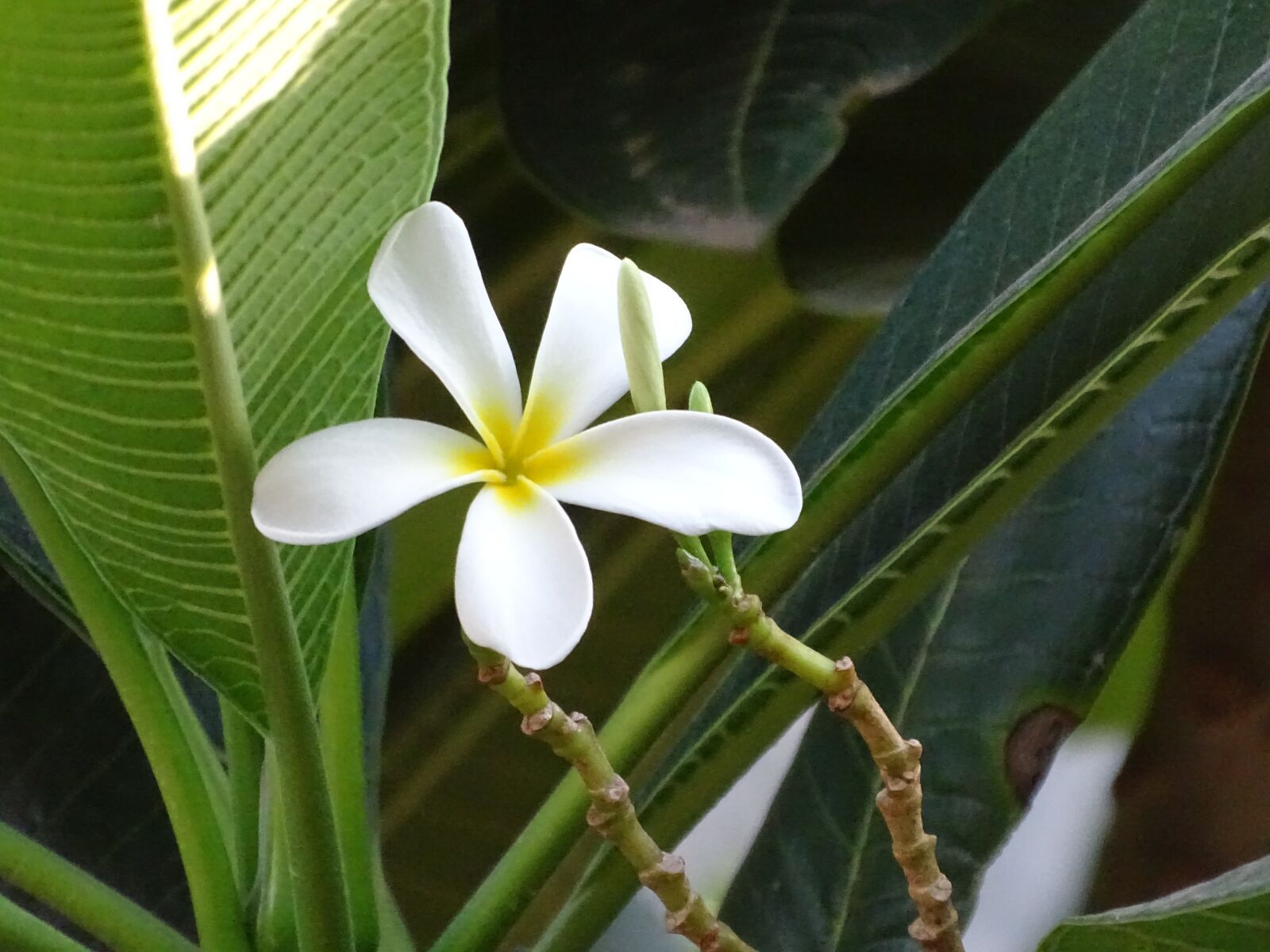 Sony Cyber-shot DSC-HX400V sample photo. Flowers, beautiful, tree photography