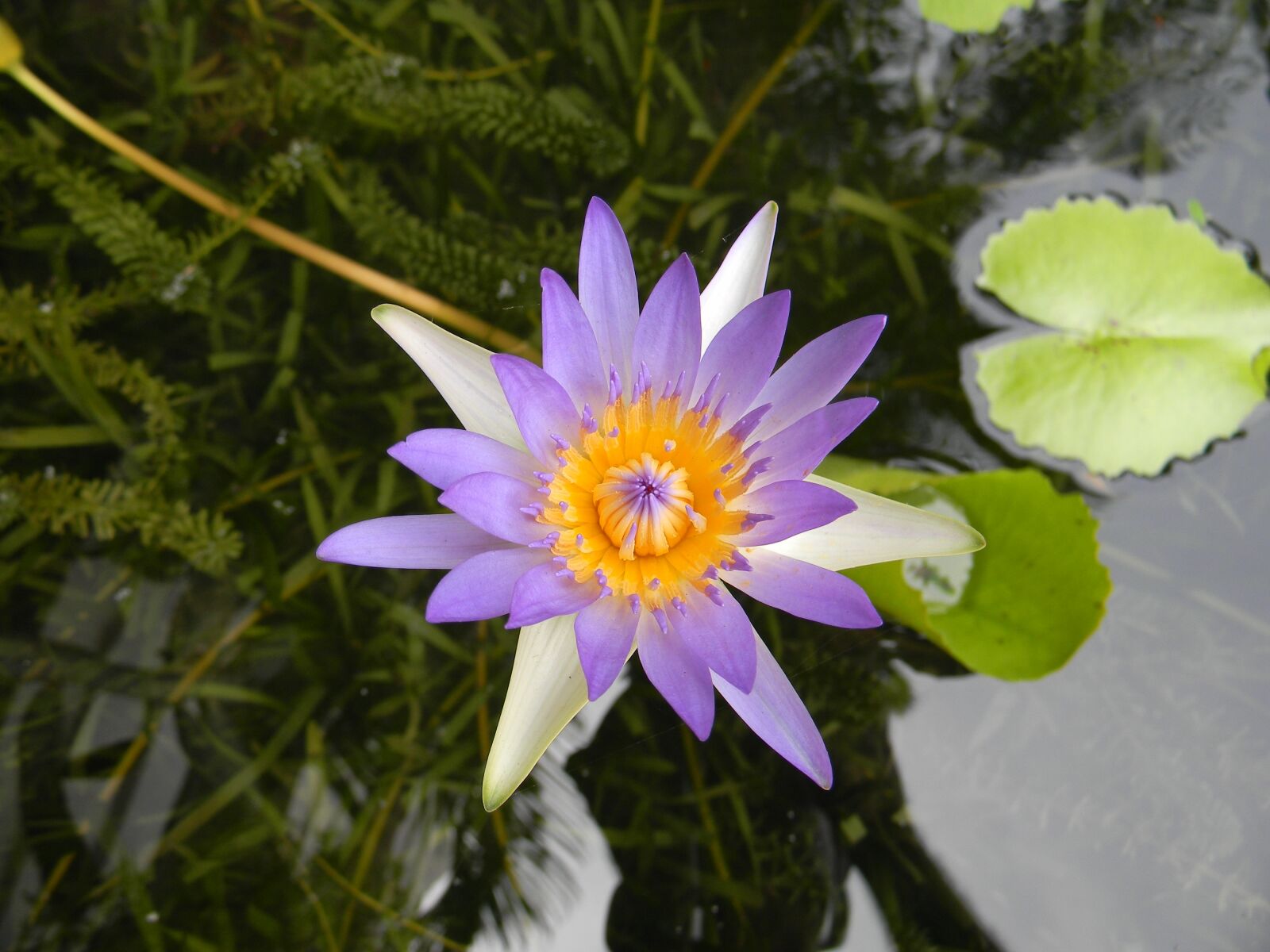 Nikon Coolpix L110 sample photo. Water lily, flower, nymphaea photography