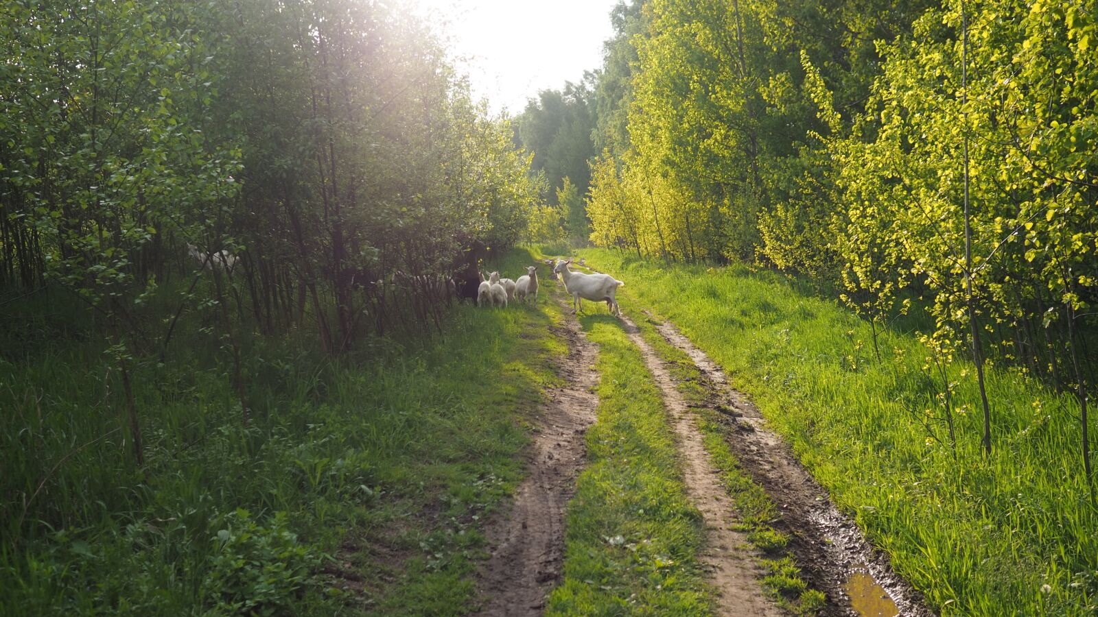 Olympus M.Zuiko Digital 17mm F1.8 sample photo. Road, forest, goats photography