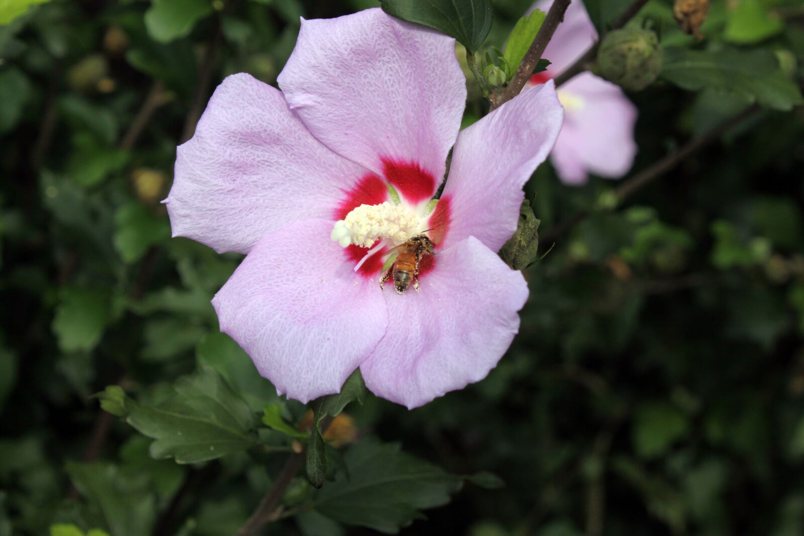 Canon EOS 50D sample photo. Rose of sharon, of photography