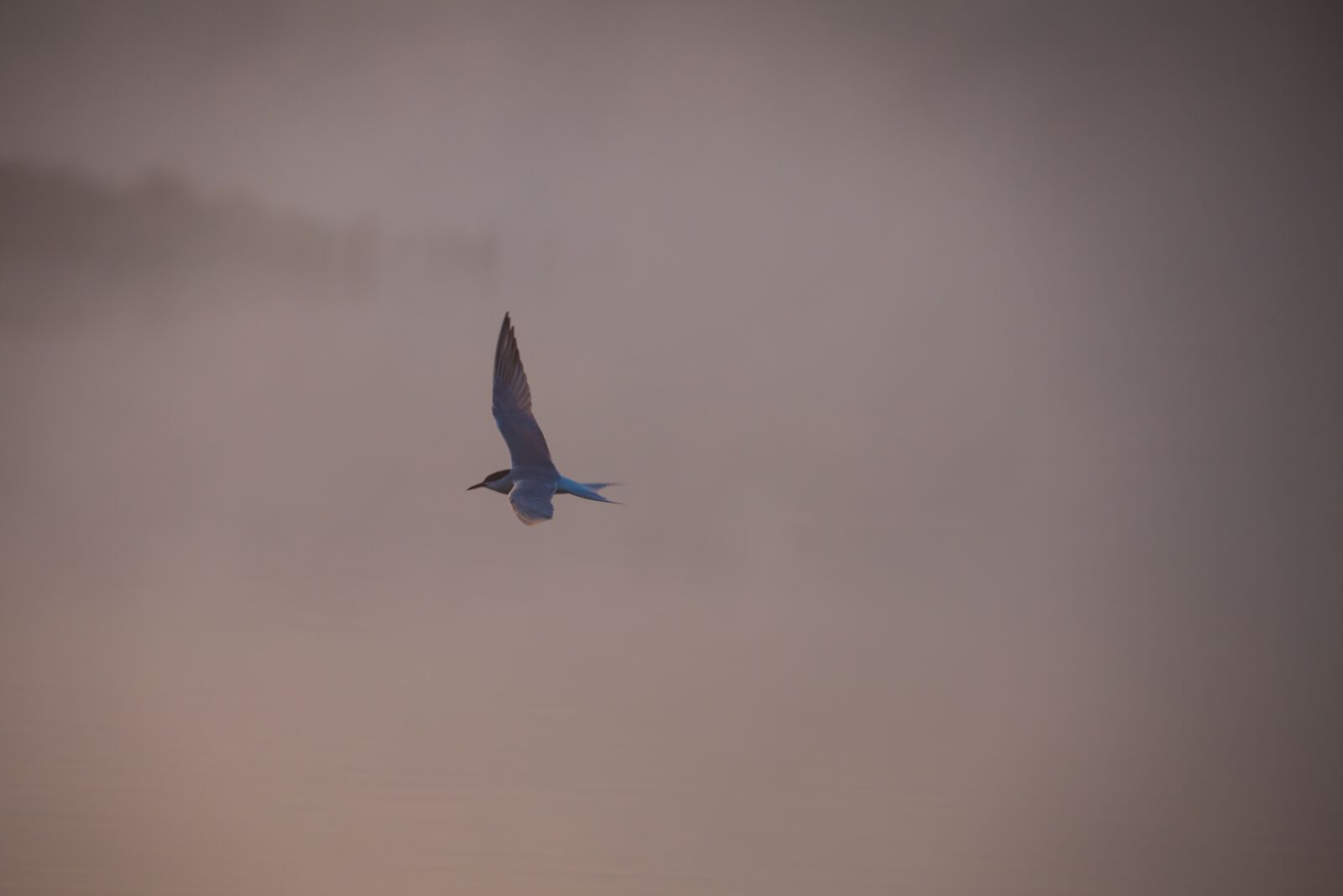 150-600mm F5-6.3 DG OS HSM | Contemporary 015 sample photo. Tern in mist, common photography