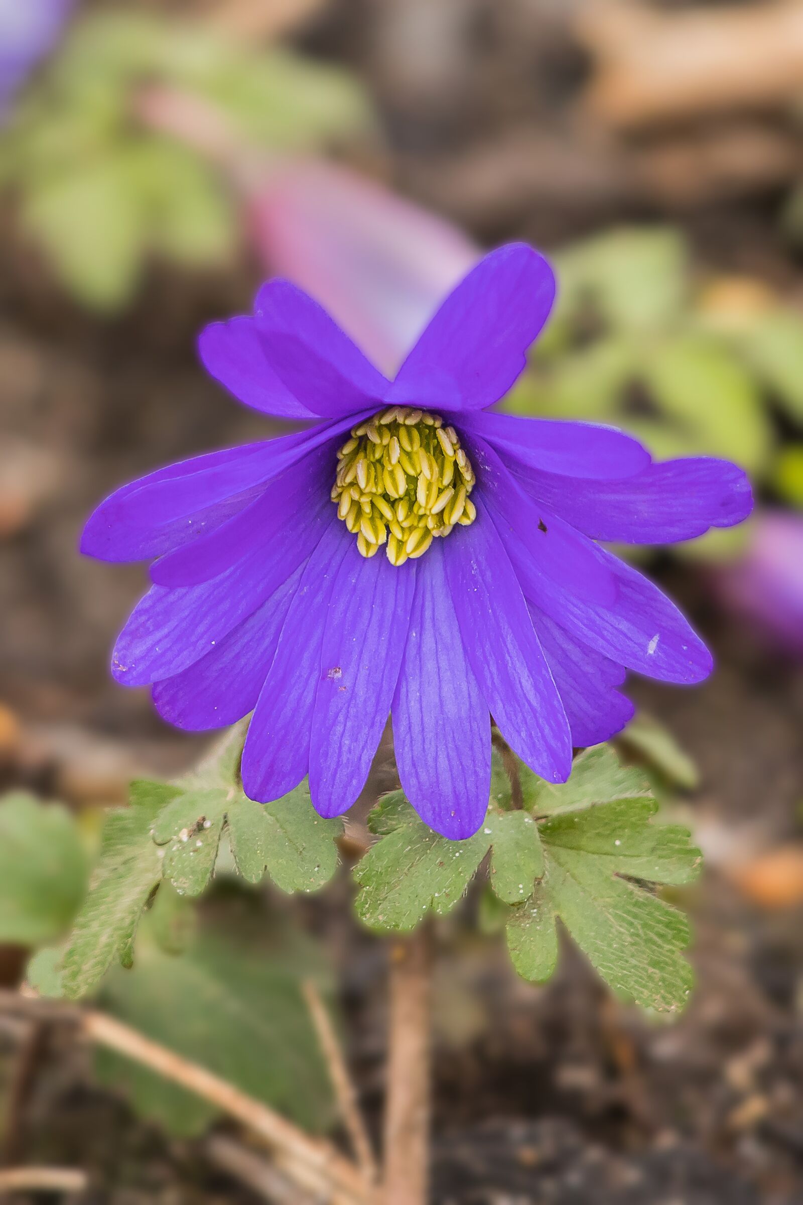 Canon EF 70-200mm F4L IS II USM sample photo. Anemone, flower, leaves photography