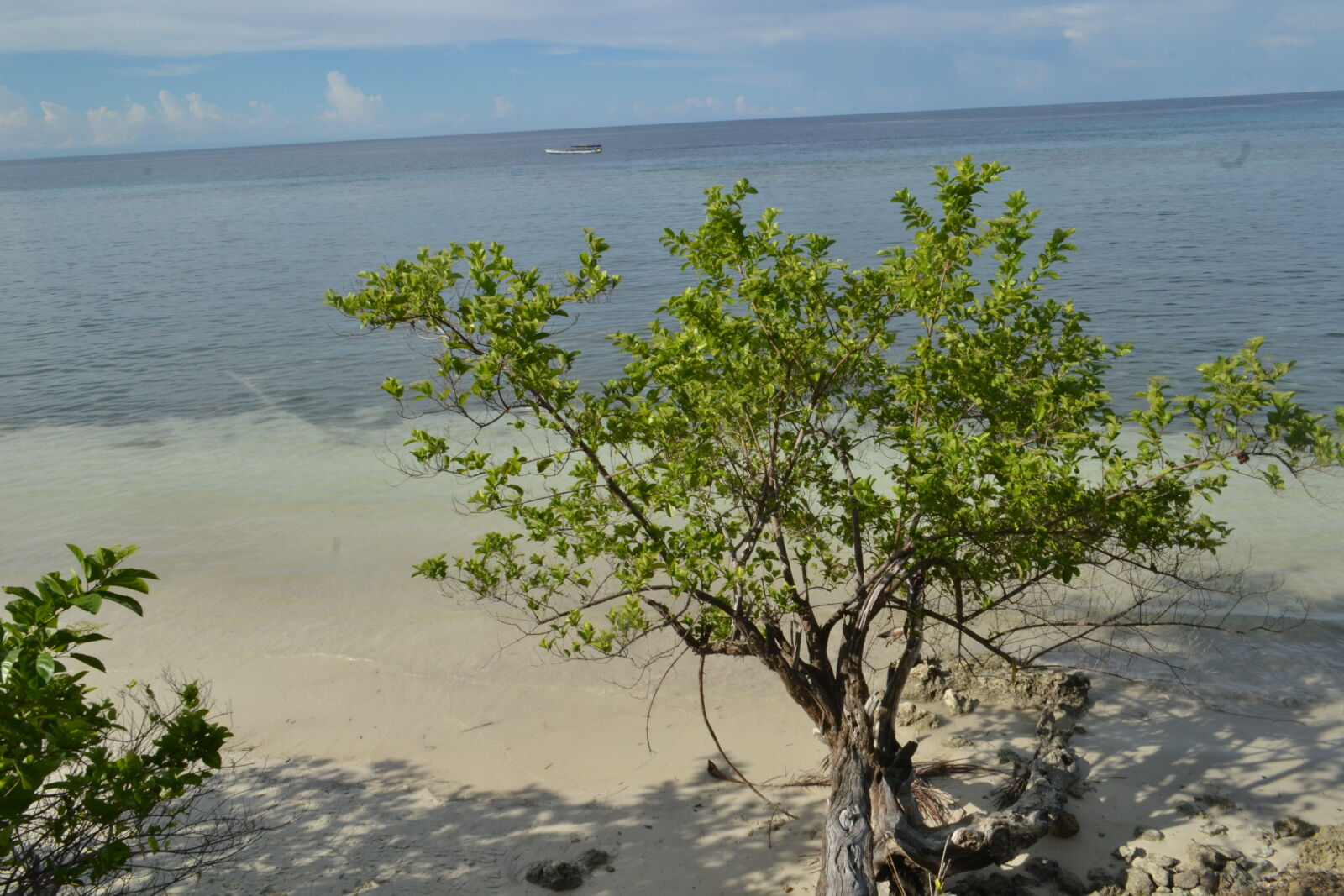 Nikon D3100 sample photo