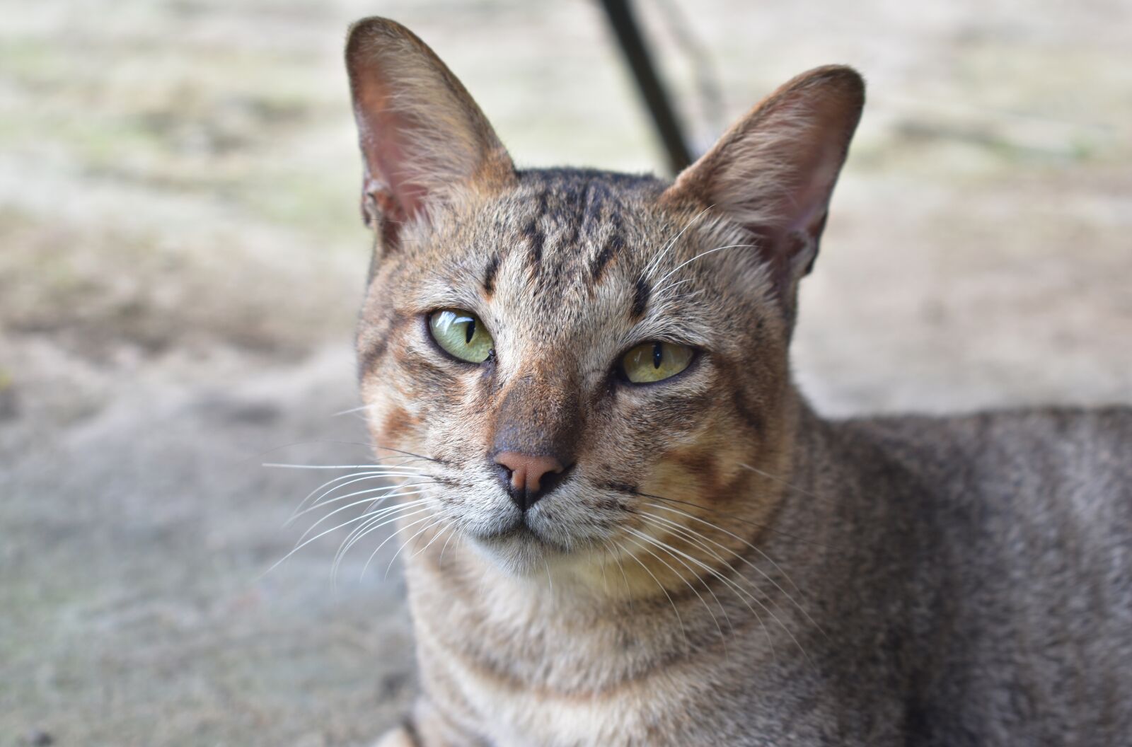 Nikon D3400 sample photo. Animal, cute, cat photography