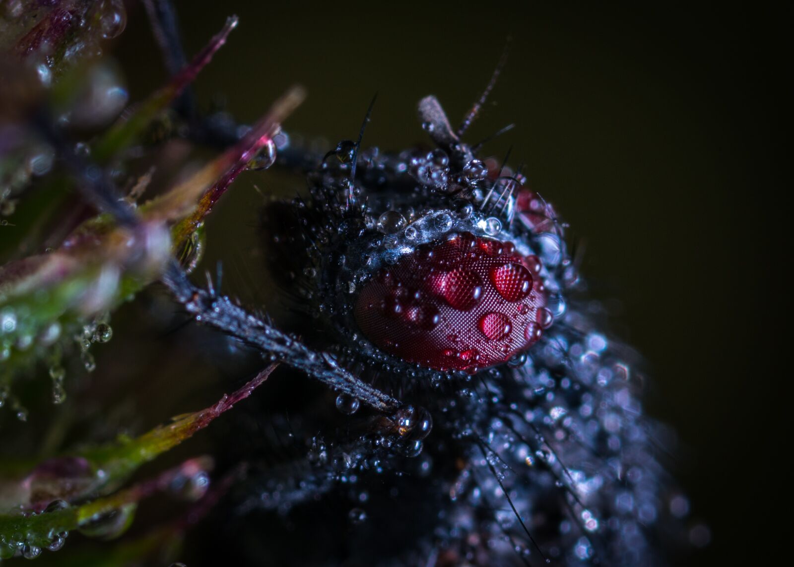 #124 65/2.8 sample photo. Nature, no one, bespozvonochnoe photography
