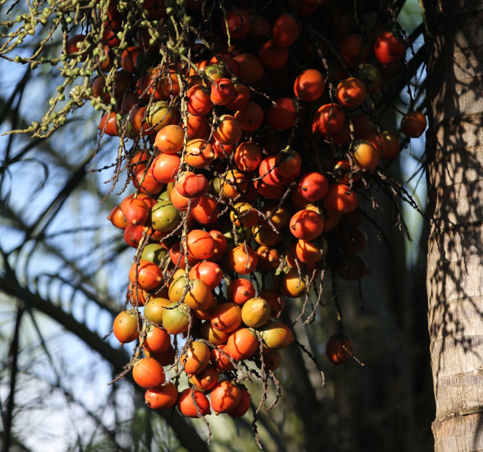 Canon EOS 7D sample photo. Tree, fruit, branch photography