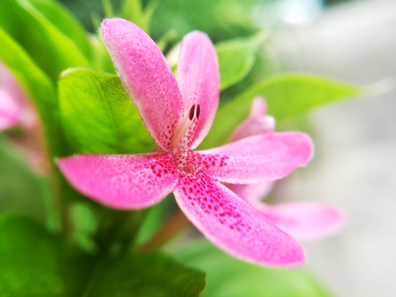 HUAWEI GR5 2017 sample photo. Flowers, pollen, pink photography