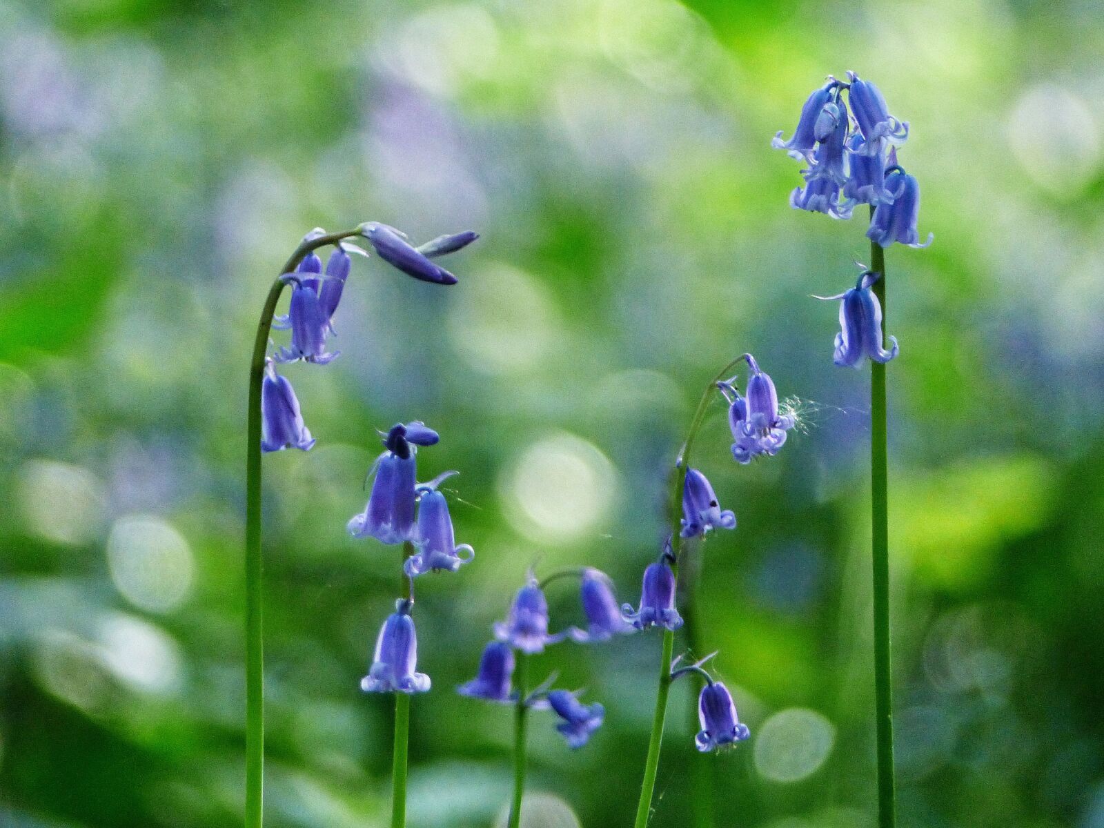 Panasonic Lumix DMC-FZ200 sample photo. Spring, flowers, blue photography