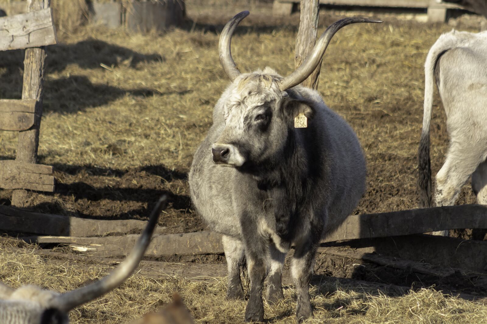 Canon EF75-300mm f/4-5.6 sample photo. Grey cattle, cattle, cow photography