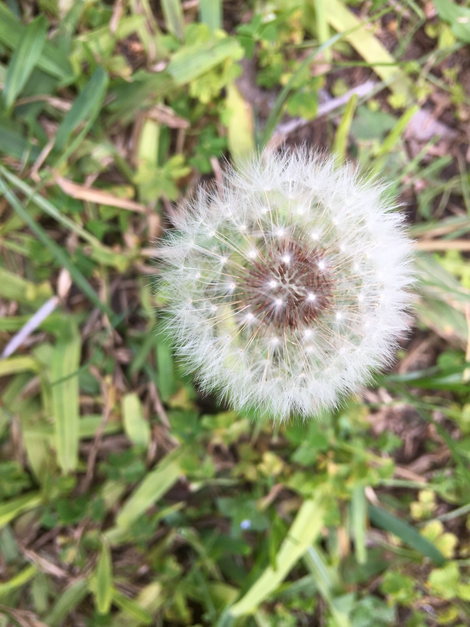 Apple iPhone 6s Plus sample photo. Wild, delicate, nature photography