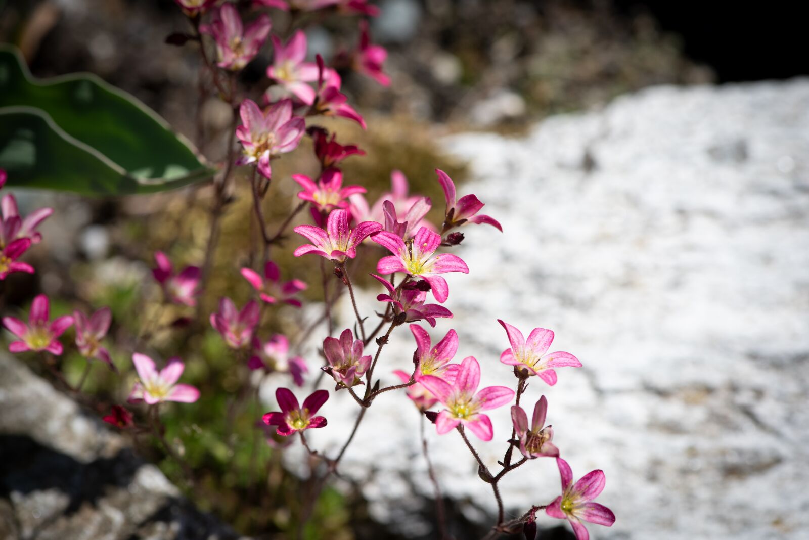 Nikon D750 sample photo. Flowers, stone garden, spring photography