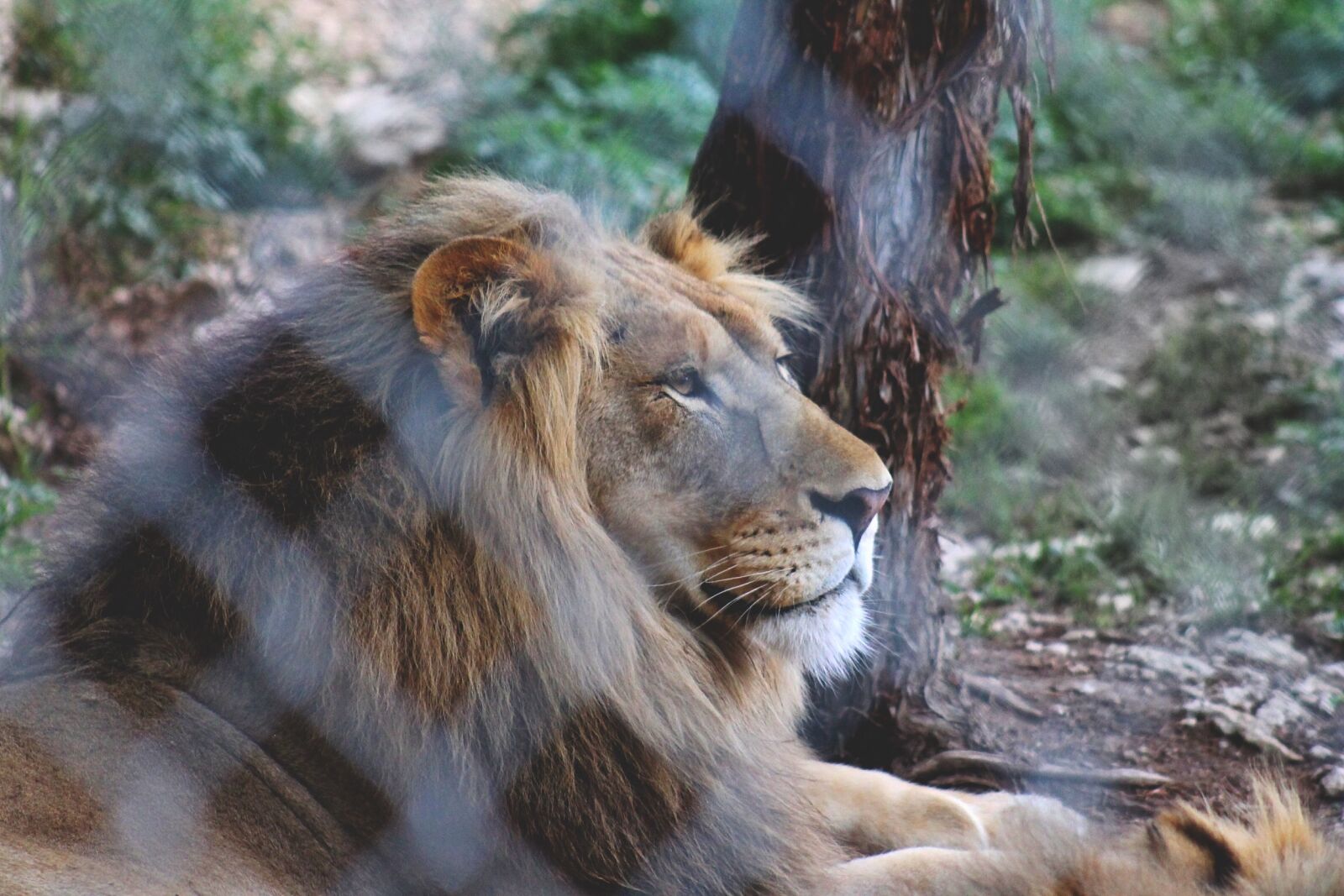 Canon EF 75-300mm f/4-5.6 sample photo. Big, cats, cats, lion photography
