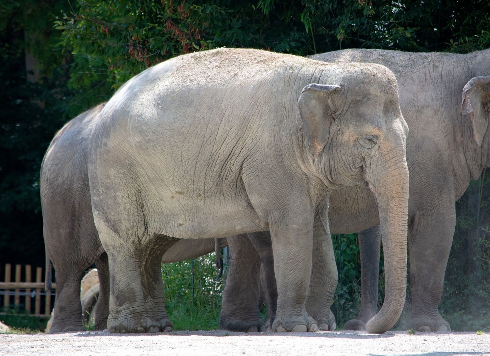 Nikon D7100 sample photo. Elephant, animal, large photography