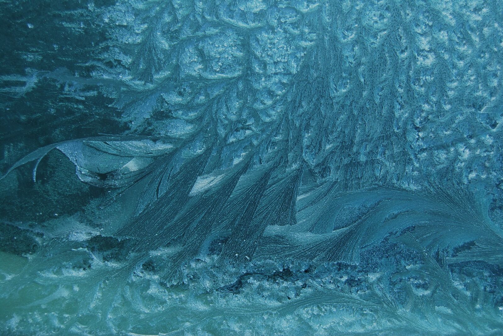 Nikon D40X sample photo. Frost, frozen, freeze photography